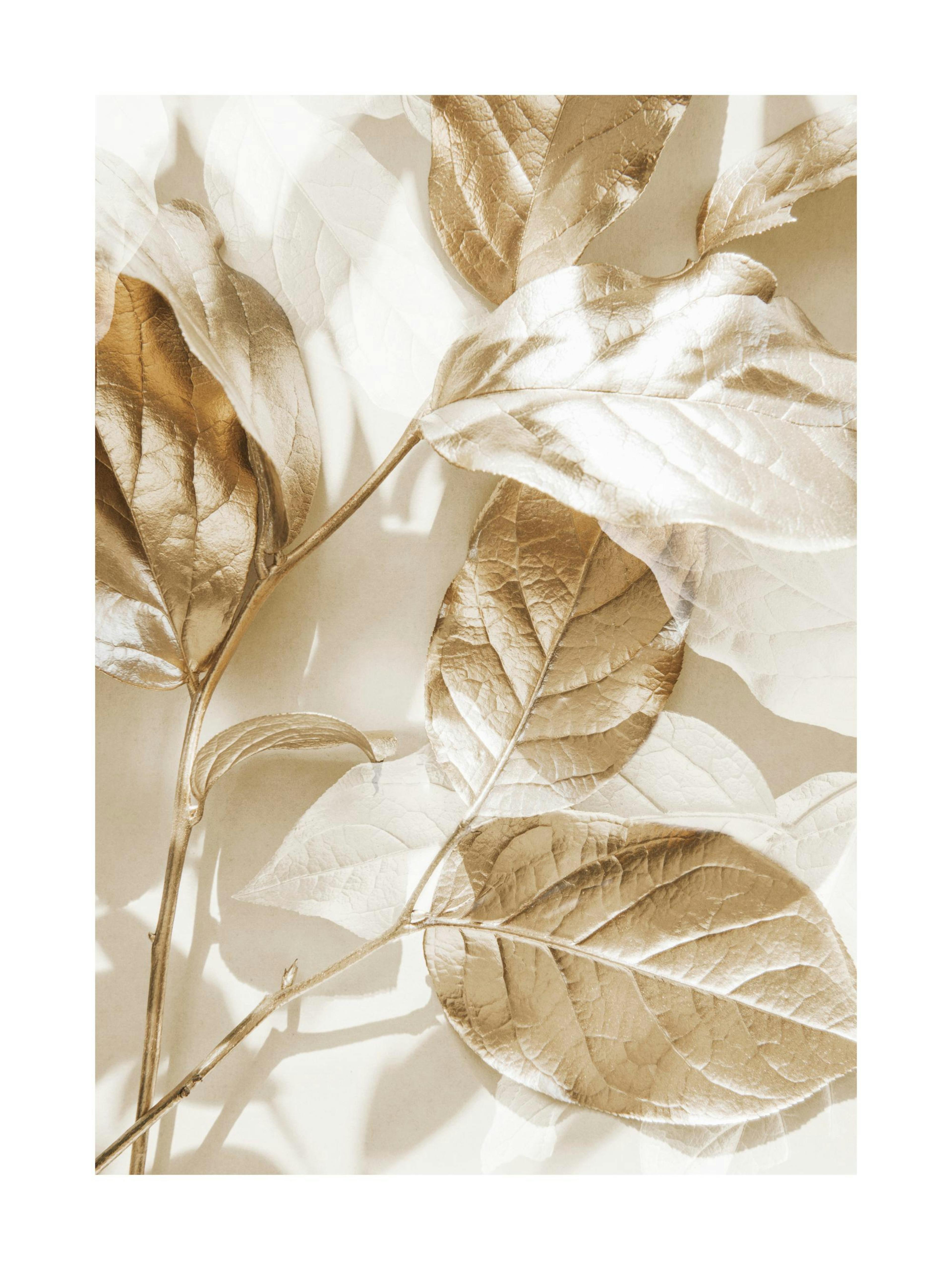 Eukalyptus Gold No1 Poster 0