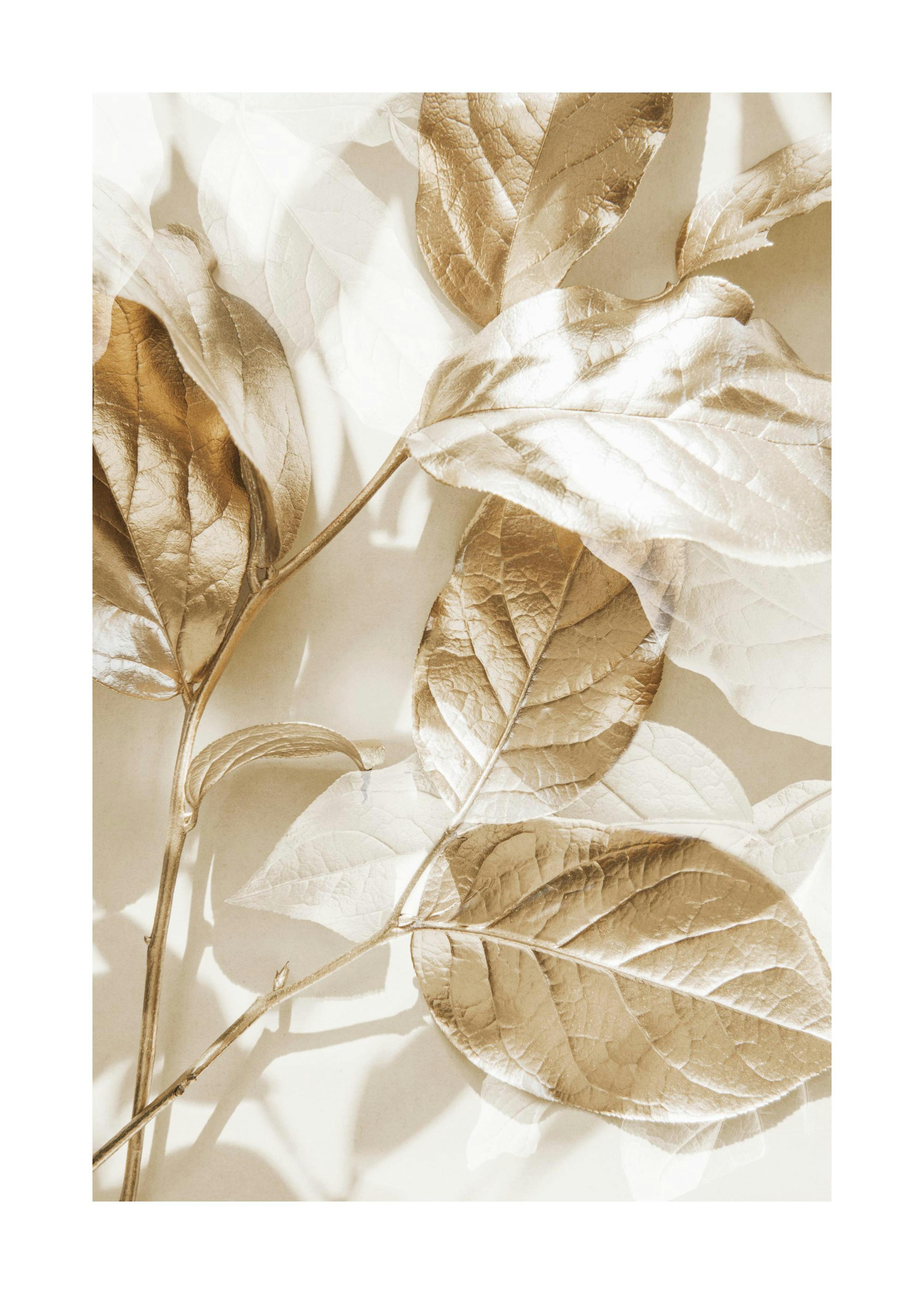 Eucalyptus Gold No1 Poster 0