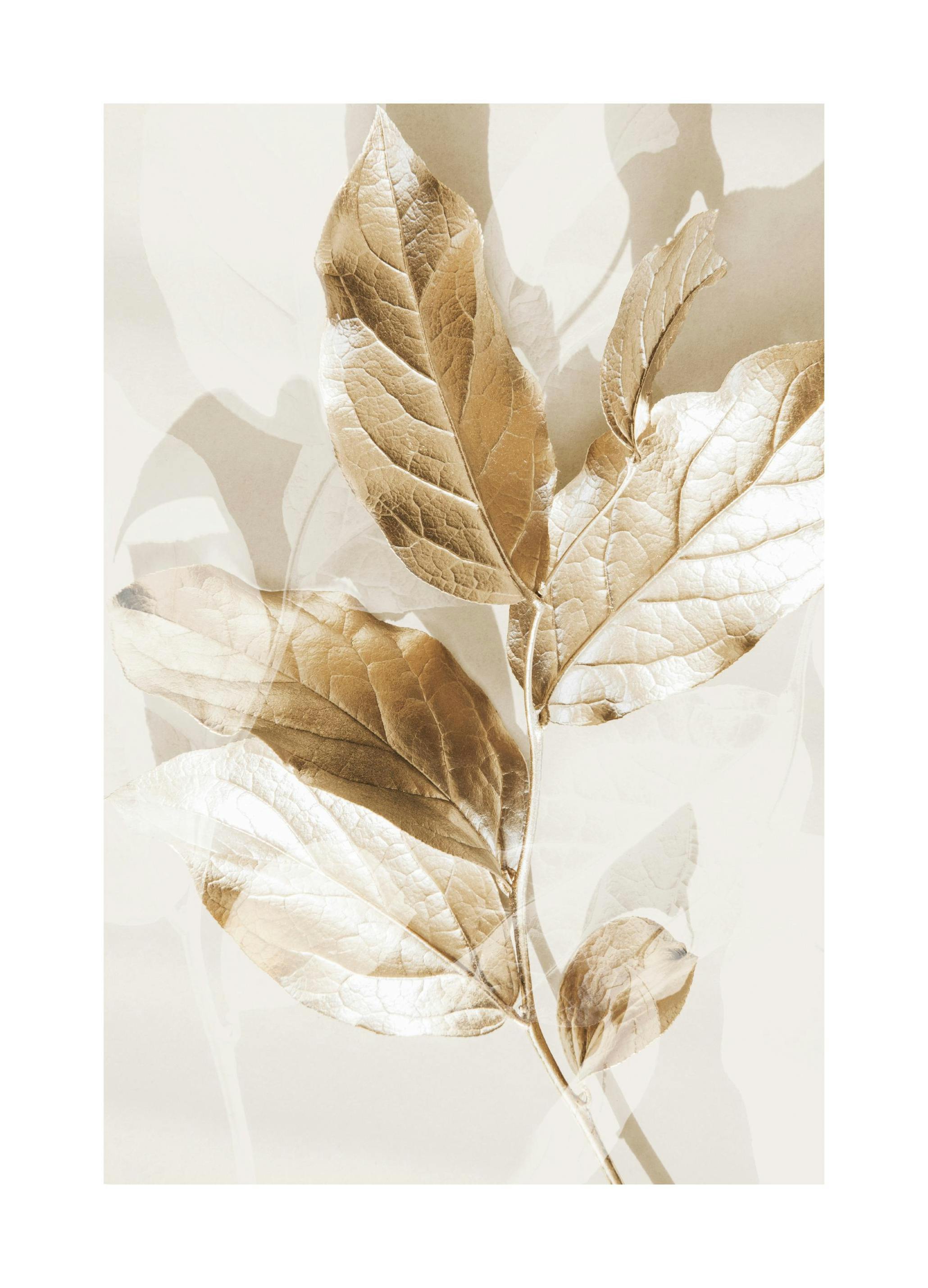 Eucalipto Dorato No2 Poster (30x40 cm) - Poster Store