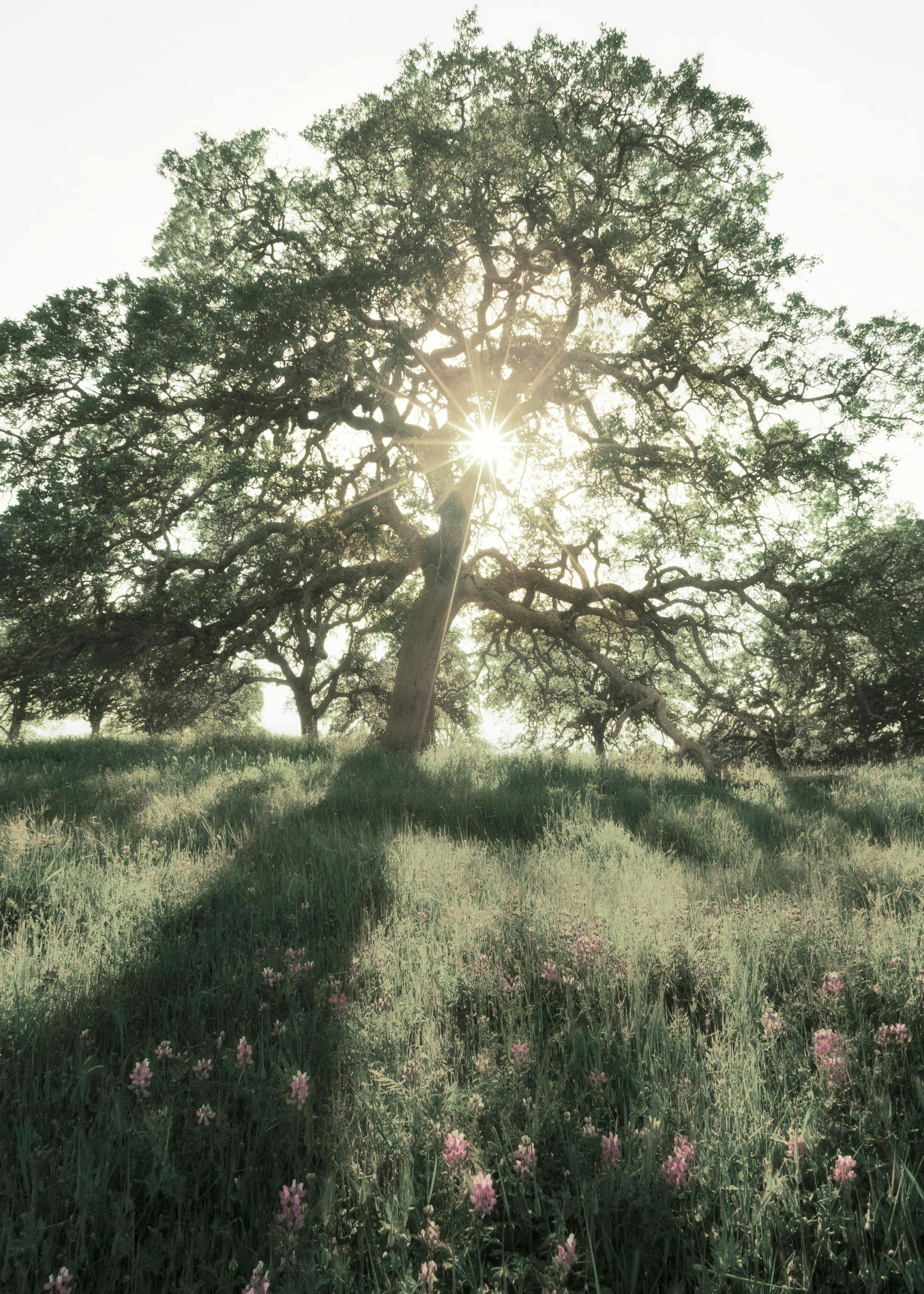 A poster featuring a sunlit oak tree in a field of tall grass with pink wildflowers.