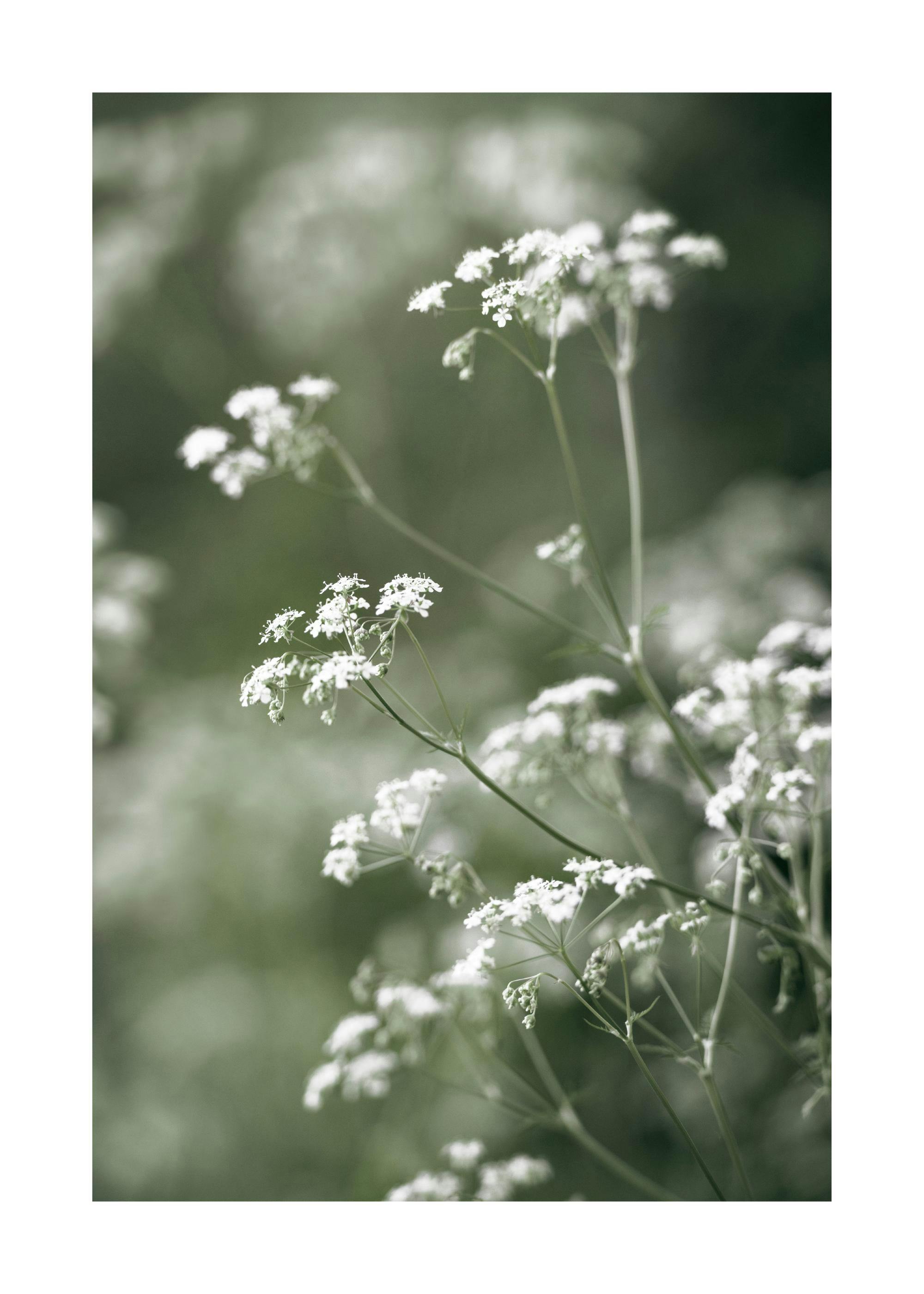 A poster featuring a close-up of delicate white wildflowers with green stems against a soft, blurred green background.