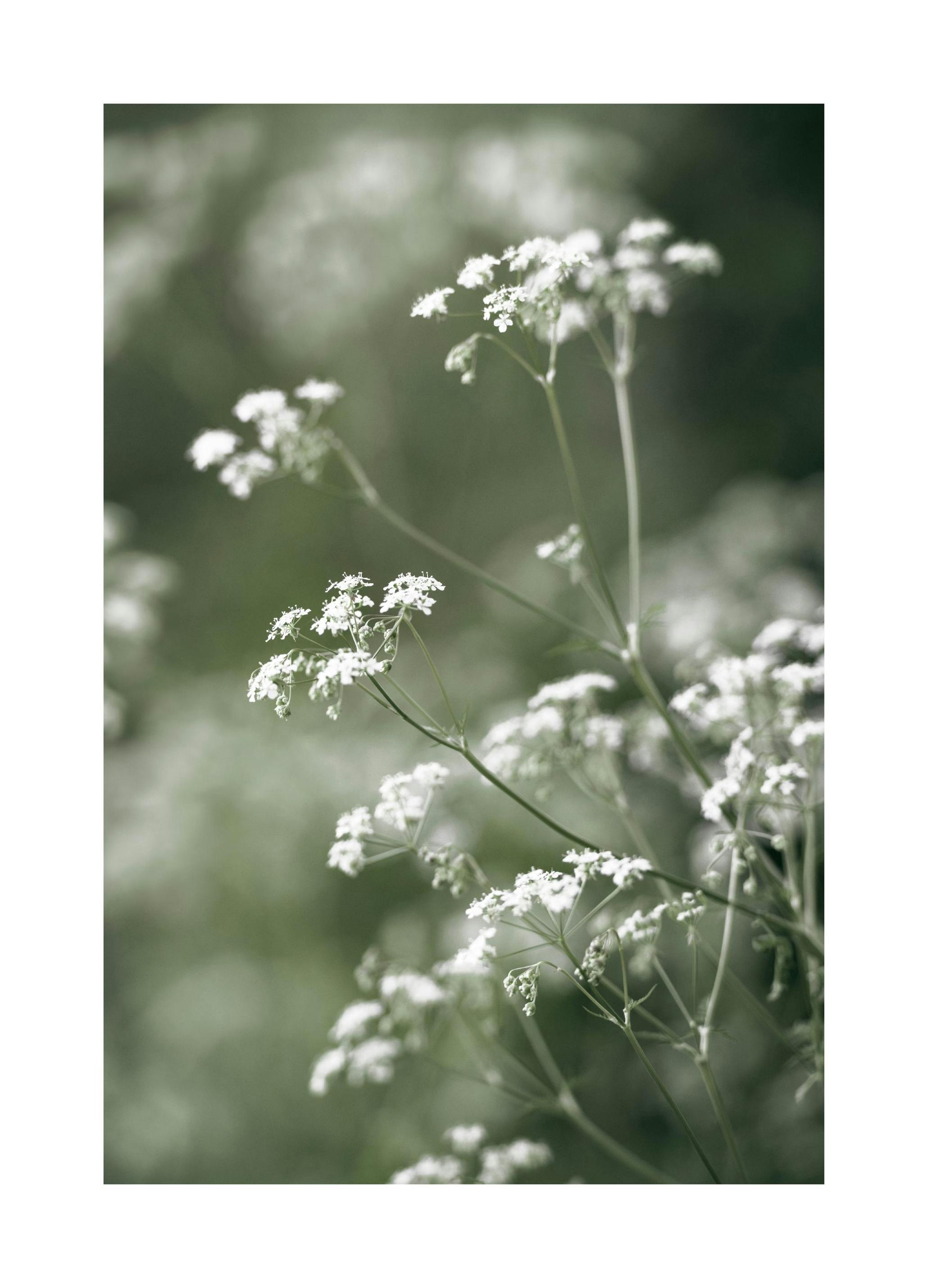 Plakat Trybula Leśna (30x40 cm) - Poster Store