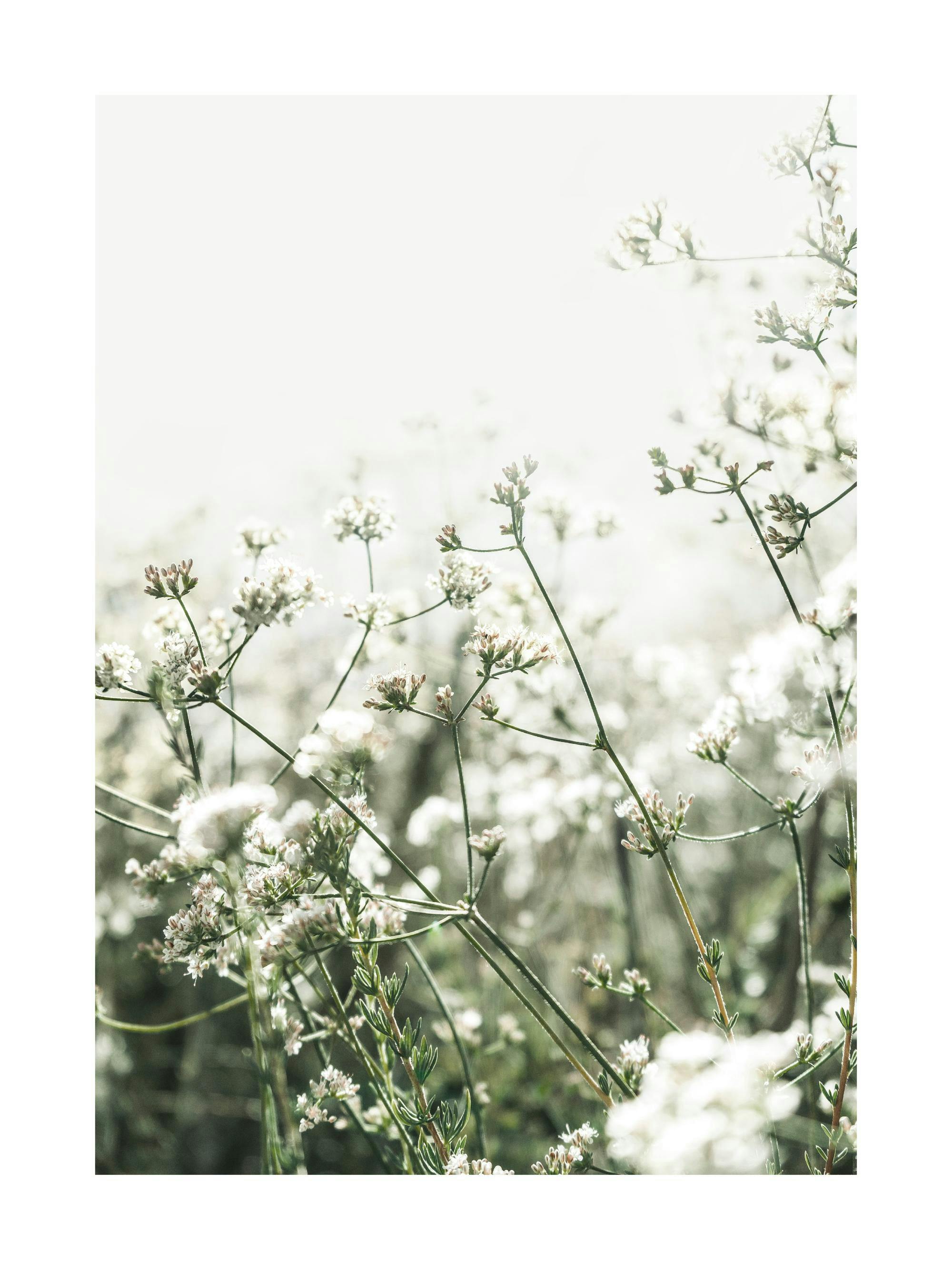 Ein Poster mit weiß-grünen Blüten und zarten Pflanzenstielen vor hellem, verschwommenem Hintergrund.