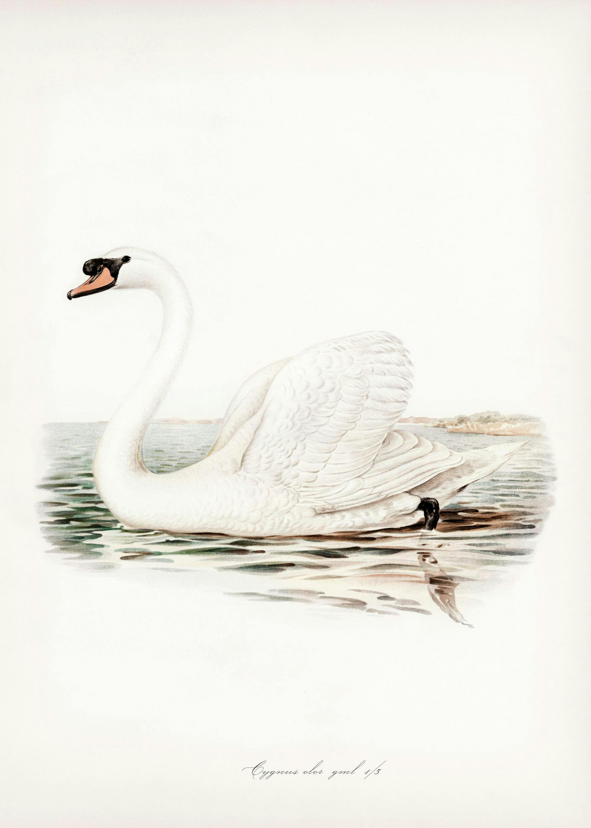 Poster con un cigno bianco che nuota in acqua, con dettagli realistici delle piume e del becco.