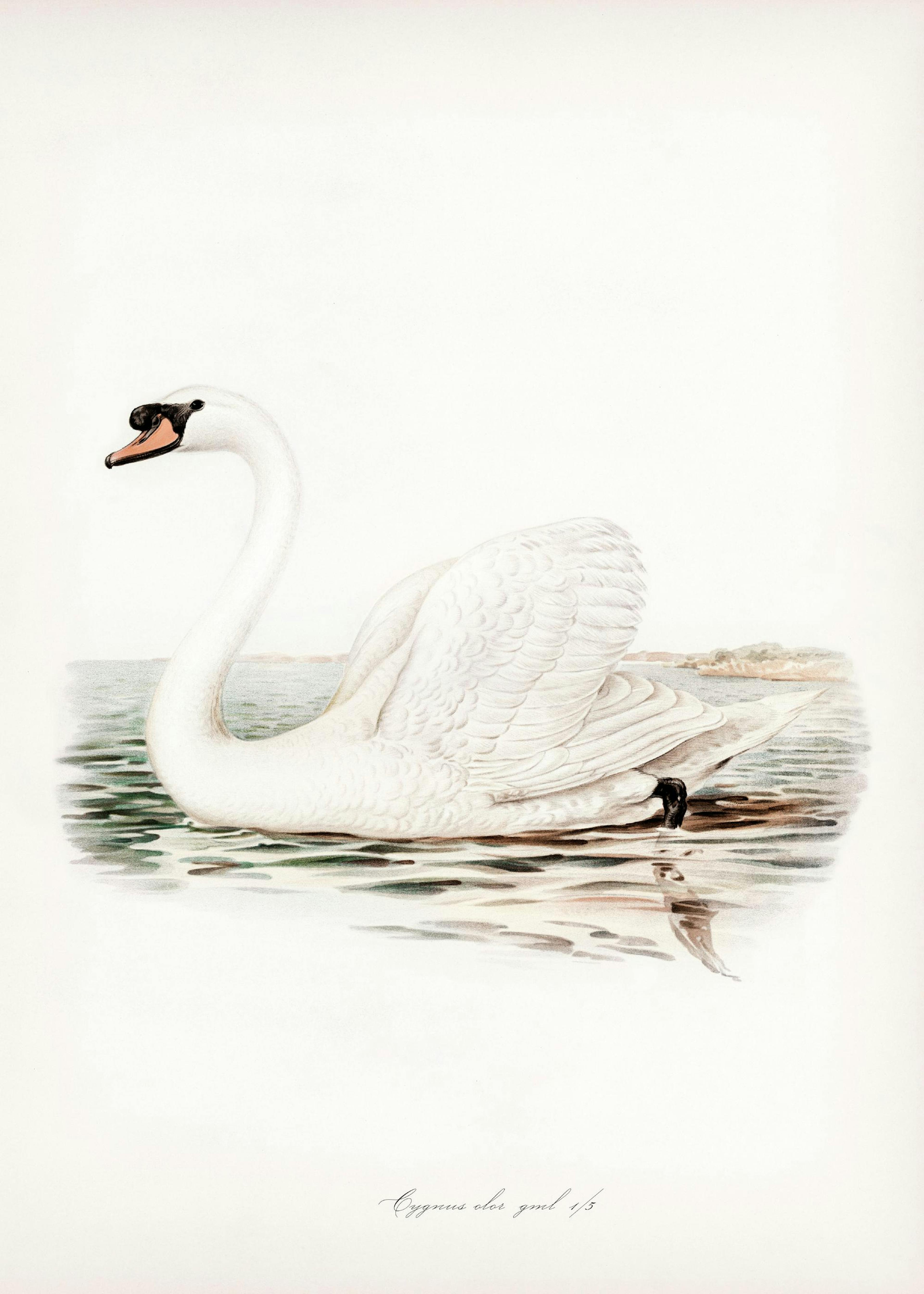 Majestic Swan Illustration Poster 0