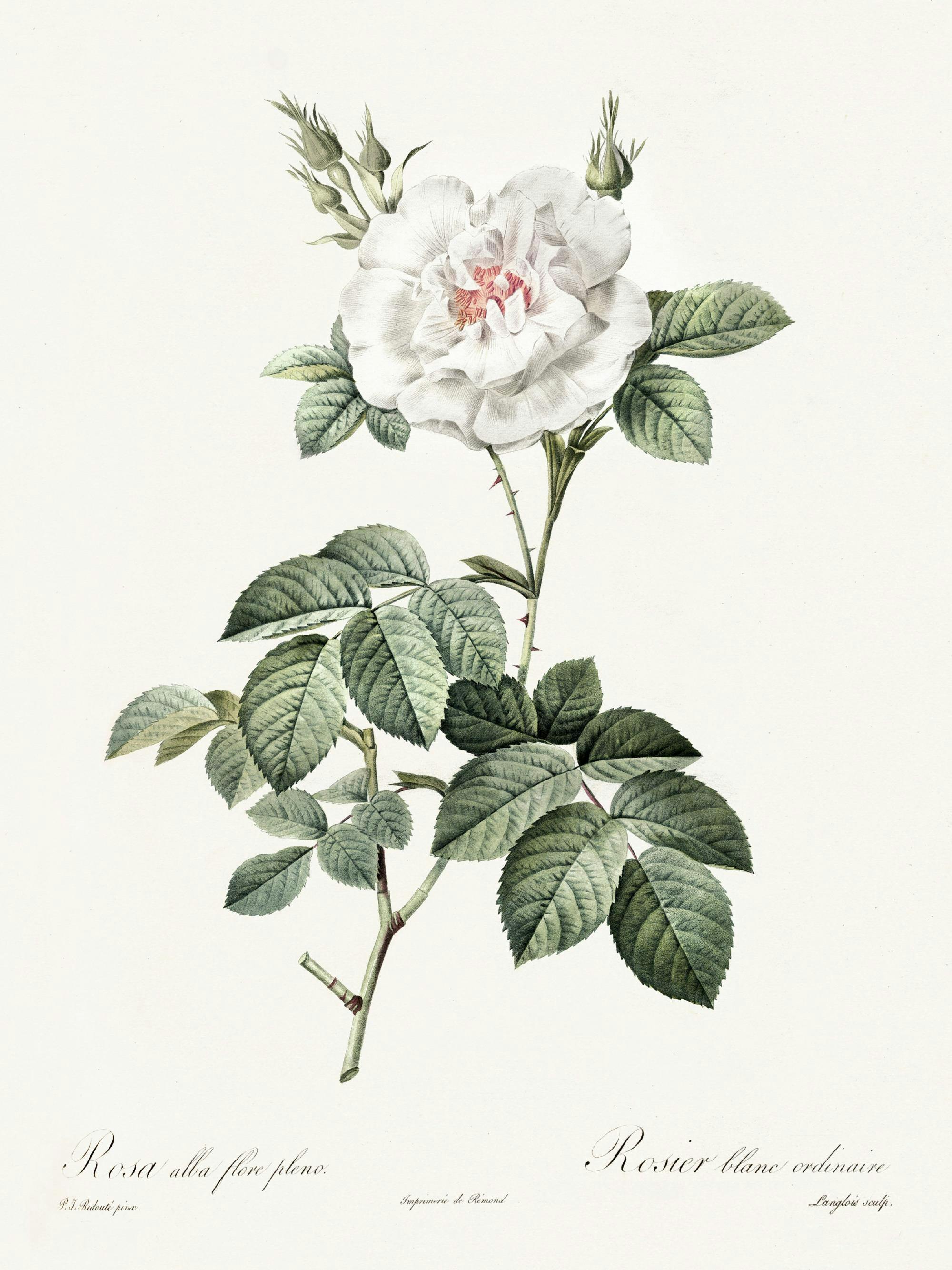 Poster con illustrazione botanica di una rosa bianca dai petali delicati, con boccioli e foglie verdi.
