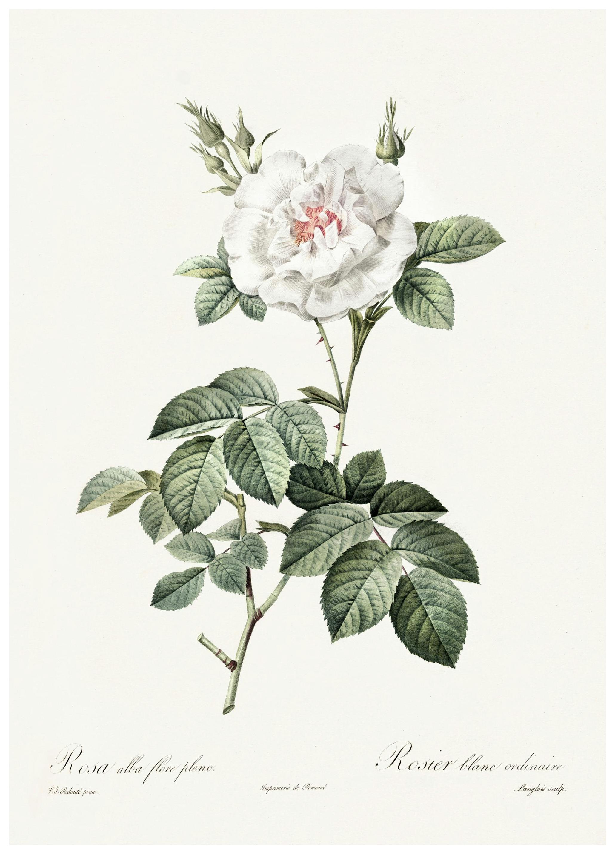 Poster Illustration rose blanche (21x30 cm) - Poster Store