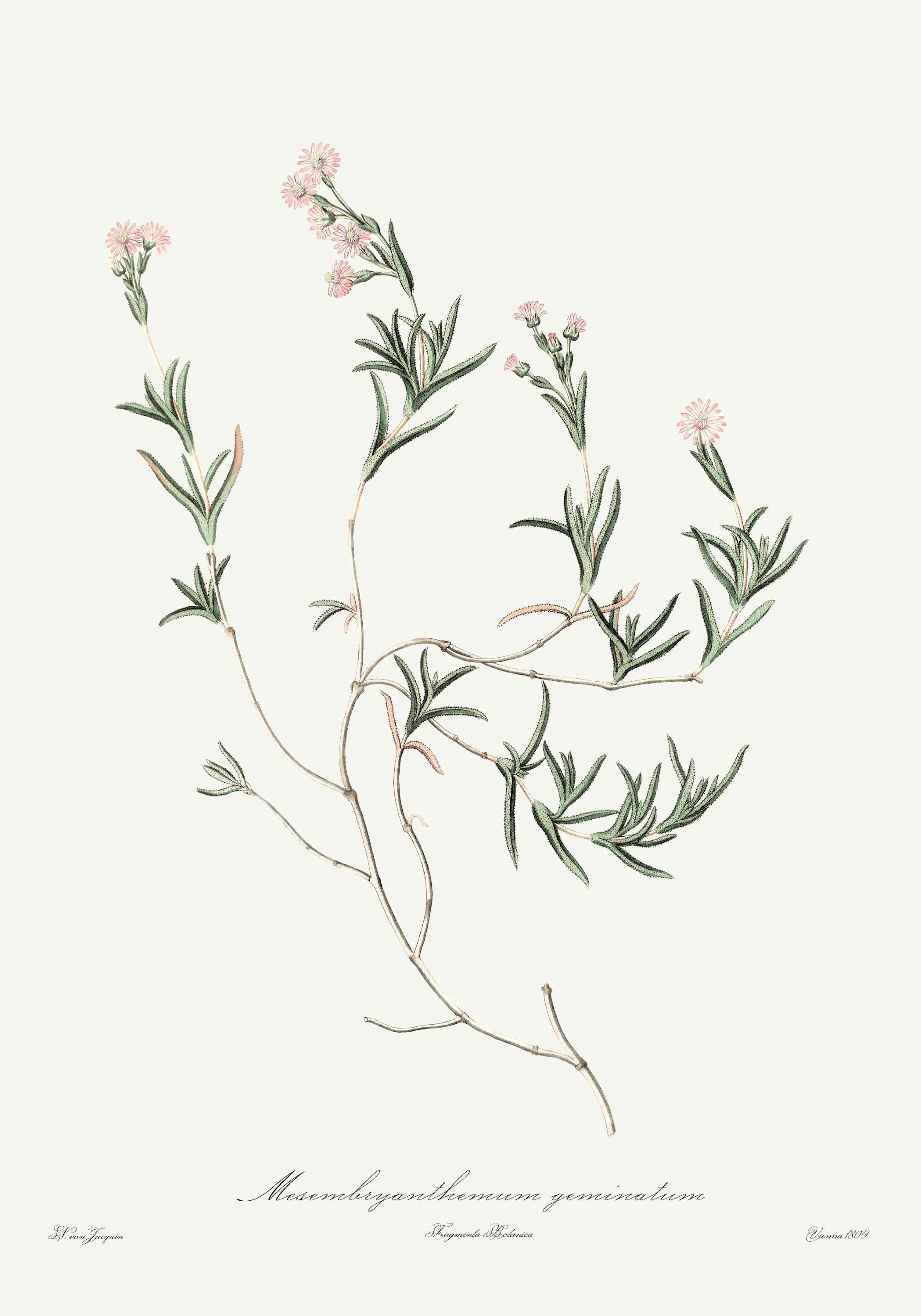 Botanikai illusztráció egy Mesembryanthemum geminatum virágról, halvány rózsaszín virágokkal és zöld levelekkel, poster formában