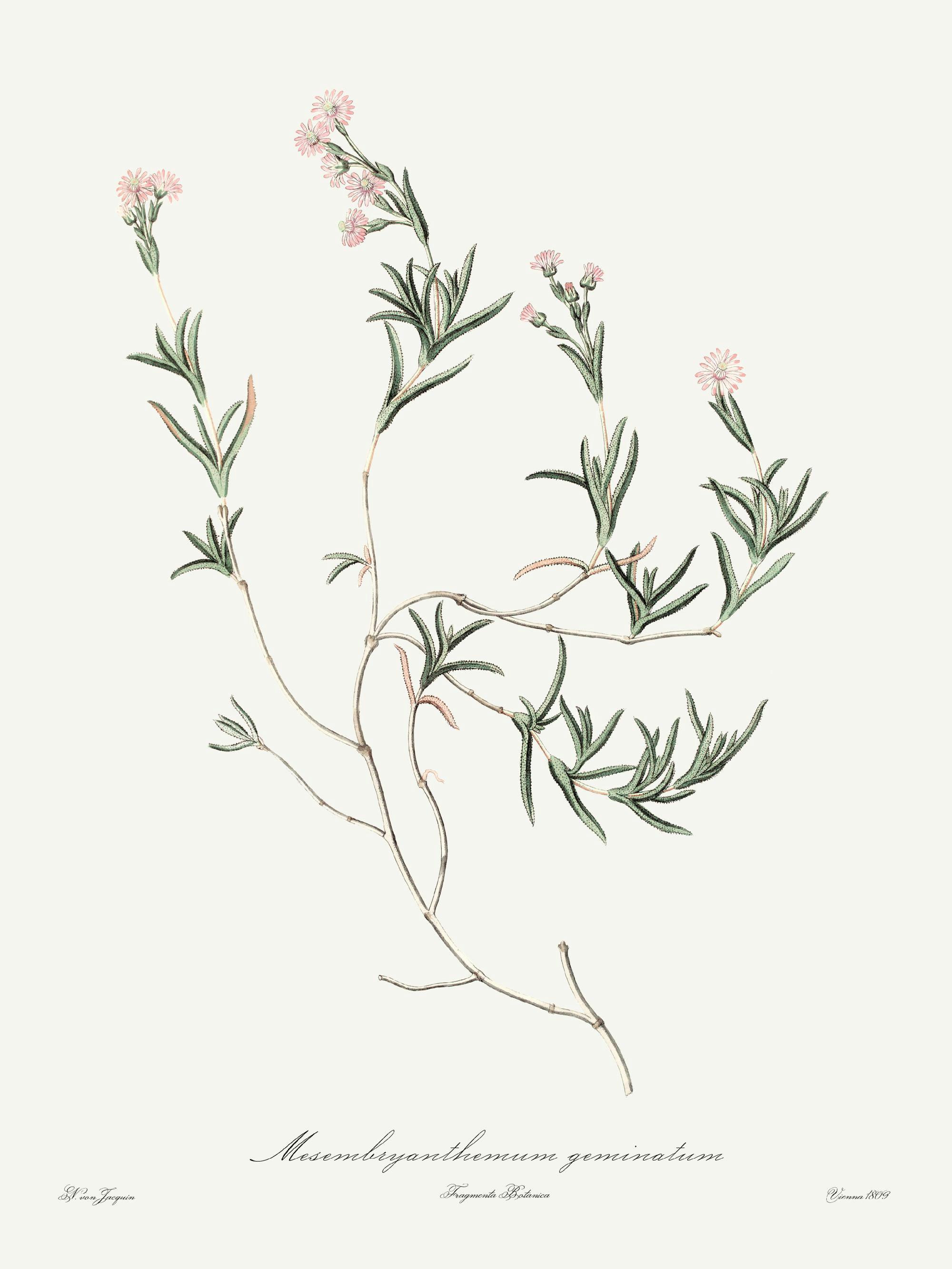 Un poster botanico vintage di Mesembryanthemum geminatum con piccoli fiori rosa pallido e foglie verdi.