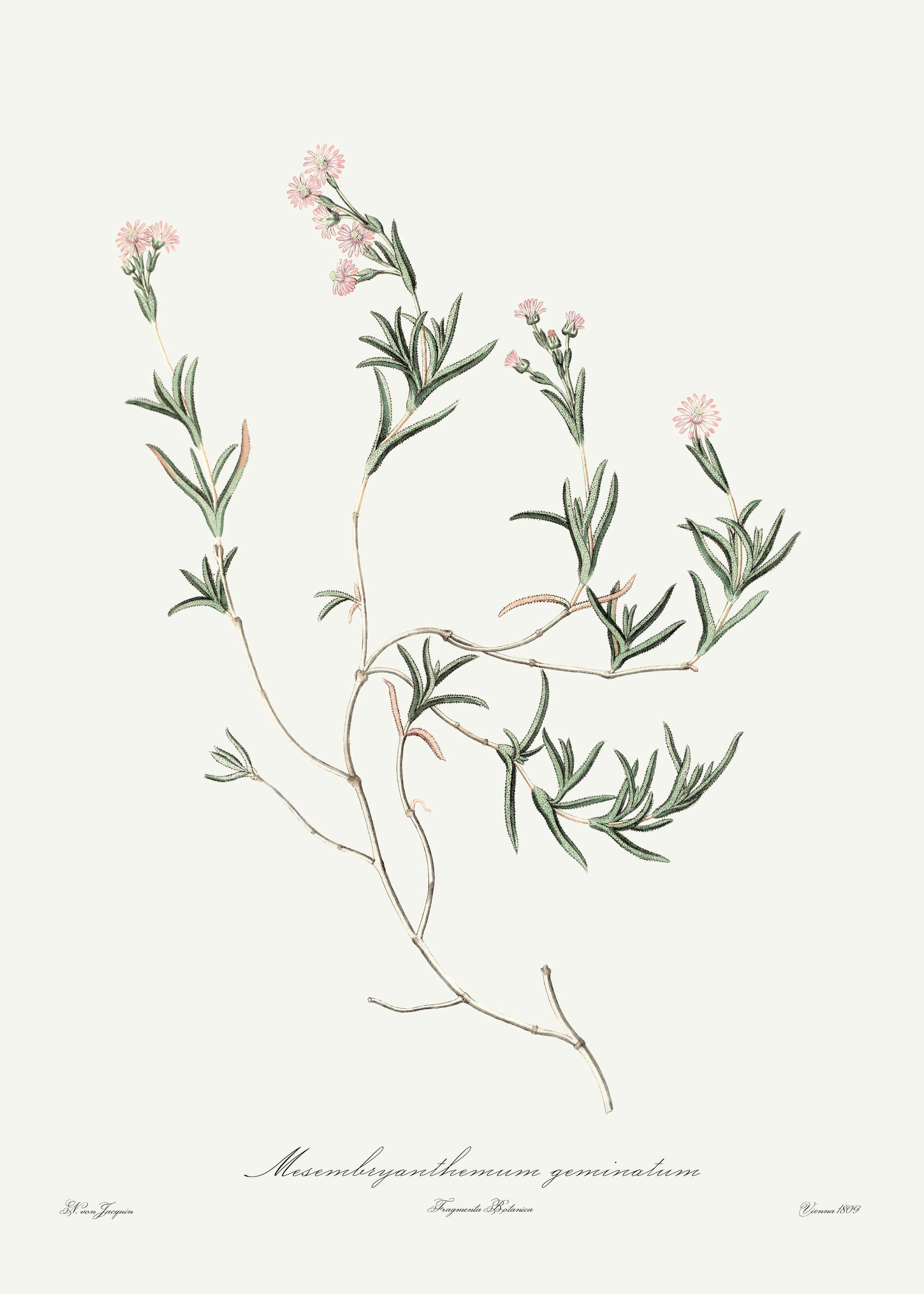 Poster mit einer botanischen Illustration von Mesembryanthemum geminatum, einer Pflanze mit grünen Blättern und zarten rosa Blüt