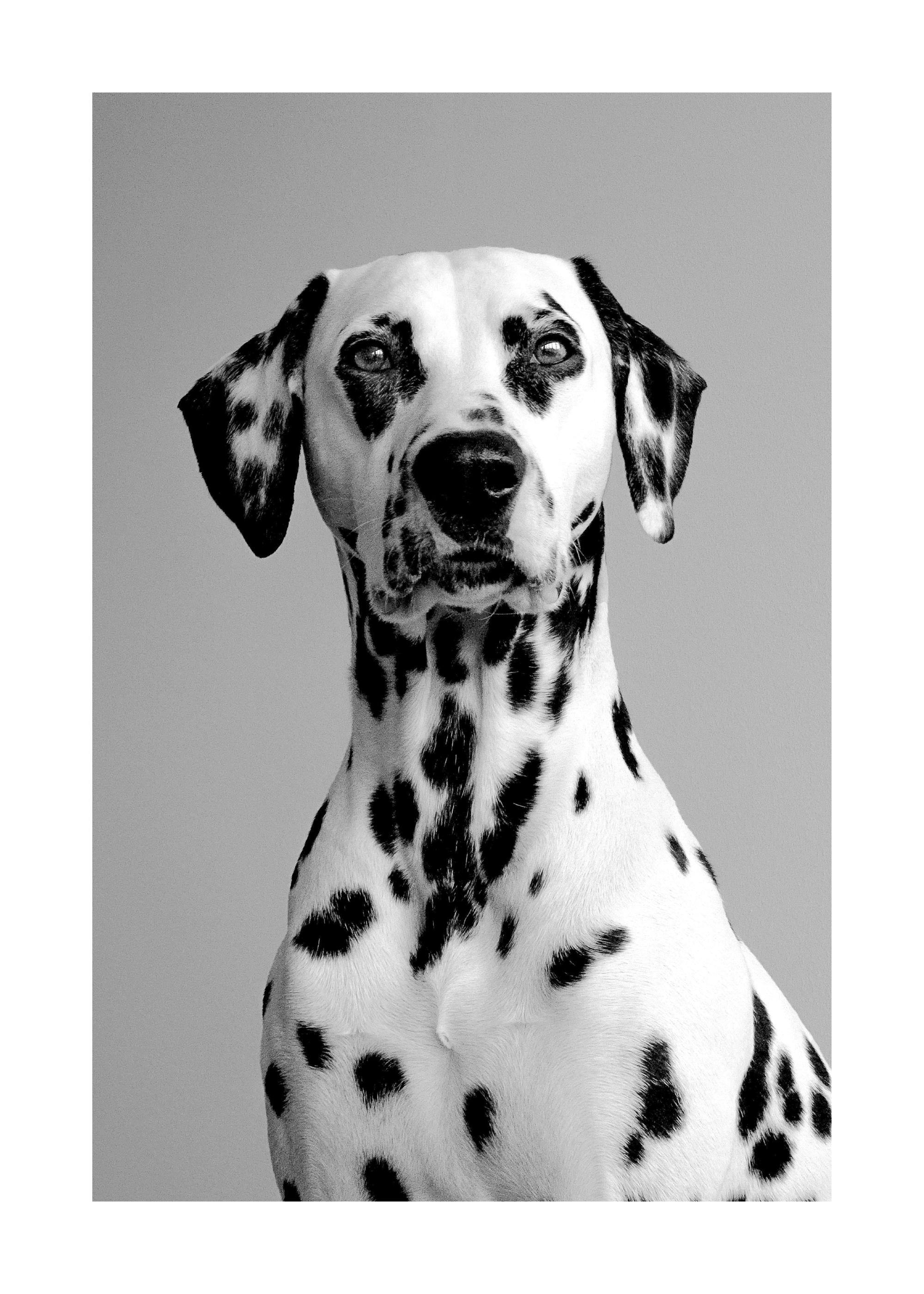 A poster of a black and white close-up of a Dalmatian dog’s head and upper body, looking directly forward.