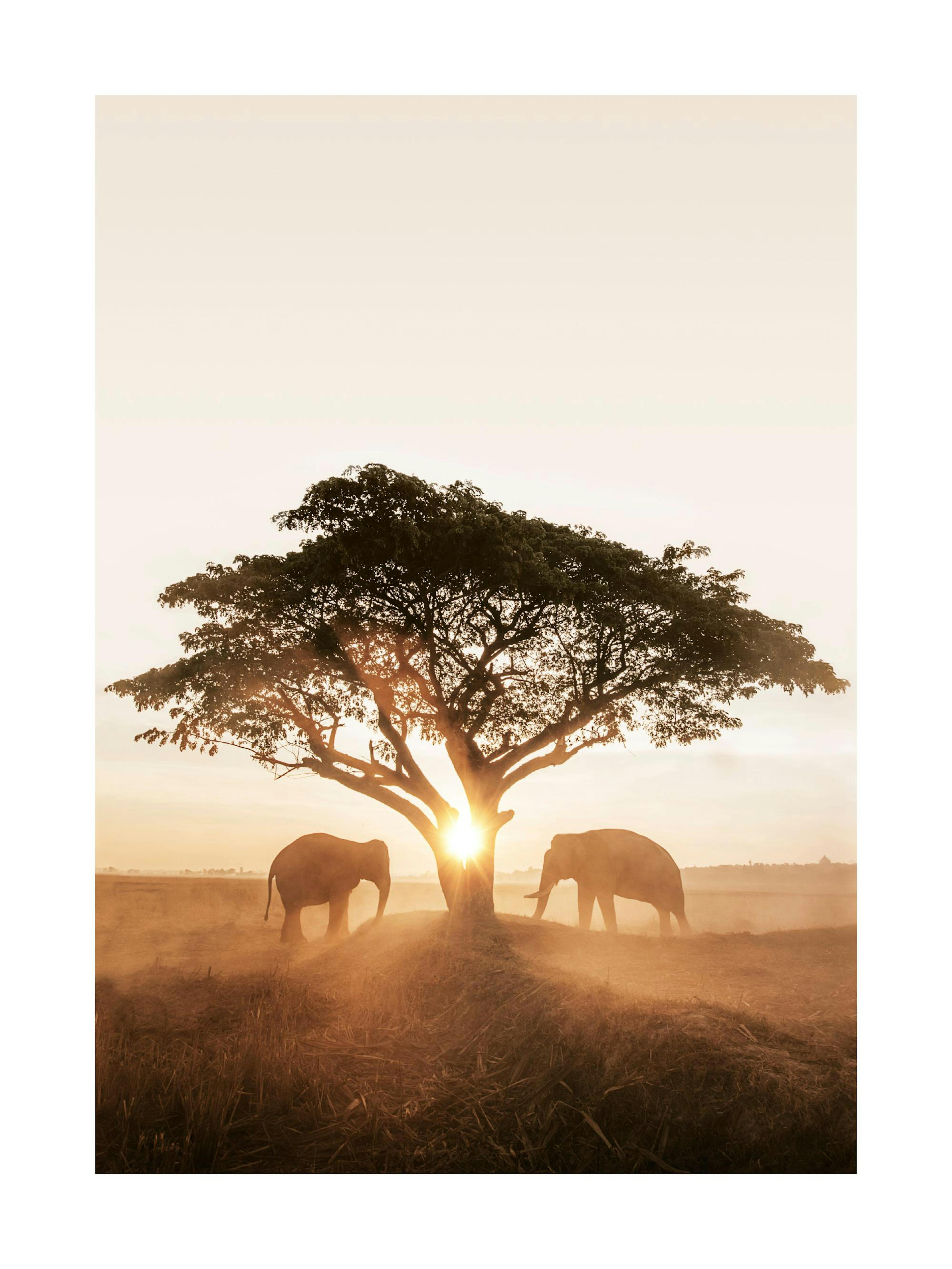 Sunrise Elephants Poster 0