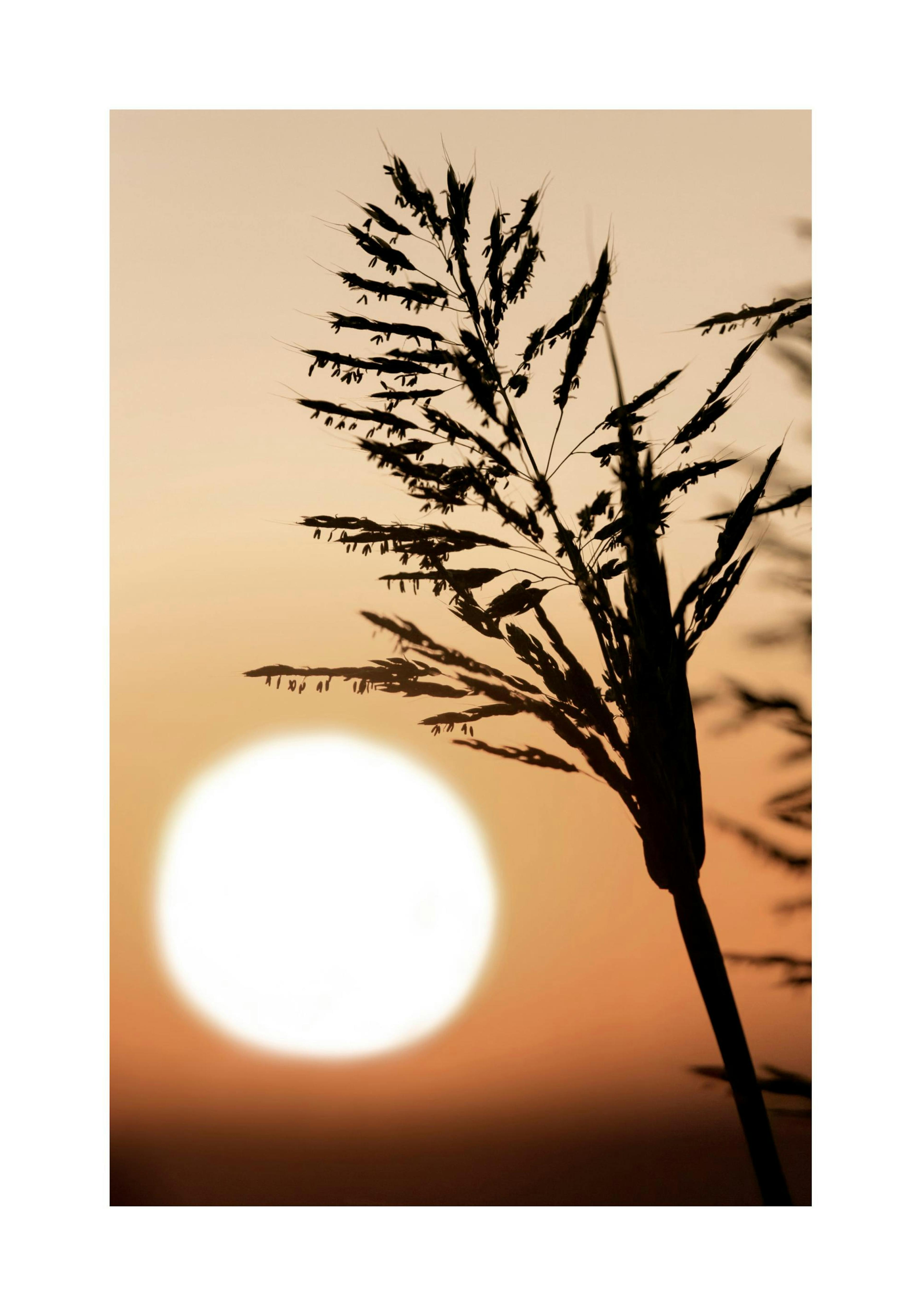 Póster de una silueta de hierba al atardecer con un sol brillante y anaranjado en el fondo.