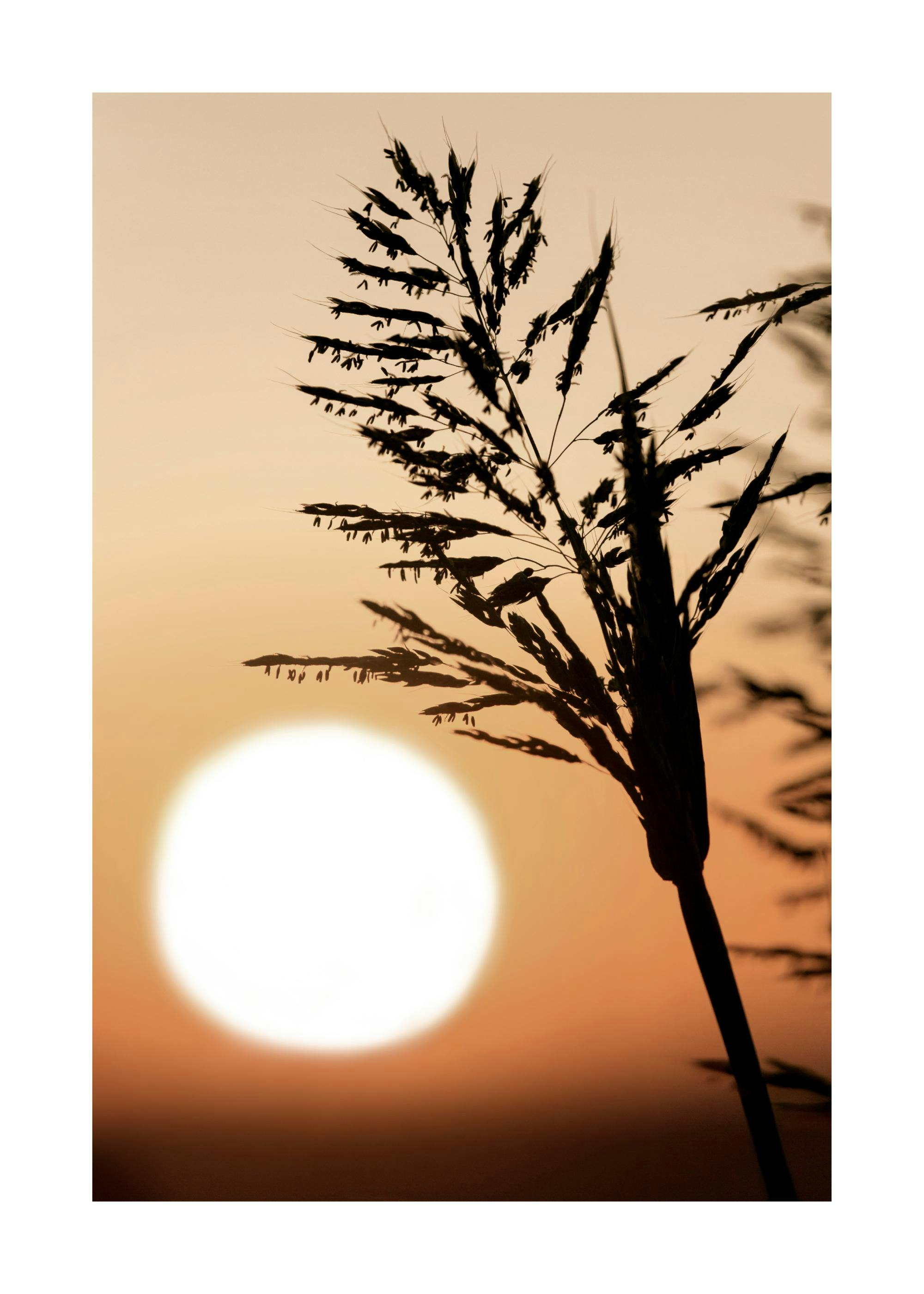 Poster: Eine Silhouette von Grashalmen vor einem orangefarbenen Sonnenuntergang mit einem großen, weißen Lichtkreis.