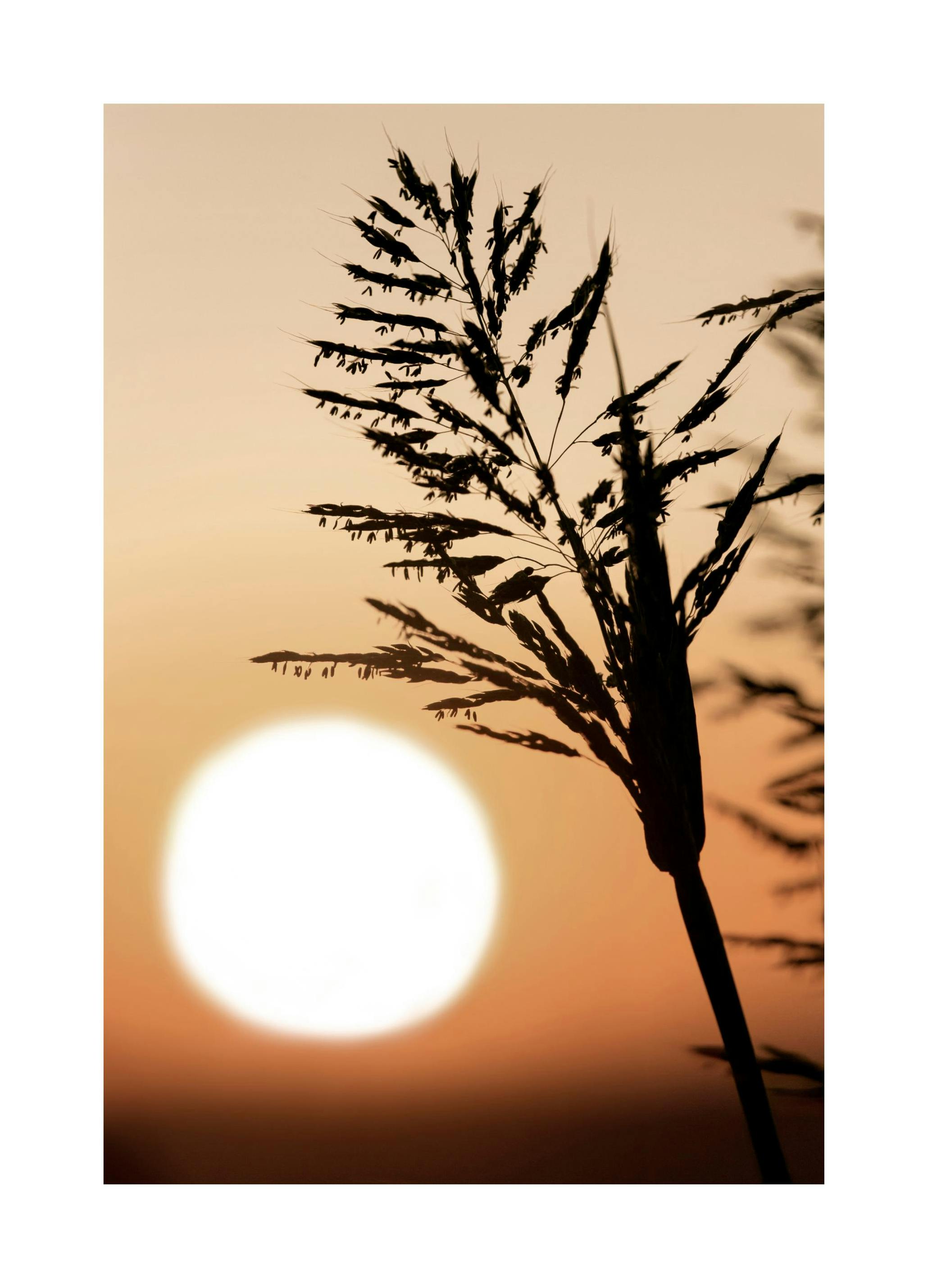 Plakat Złoty Zachód Słońca (50x70 cm) - Poster Store