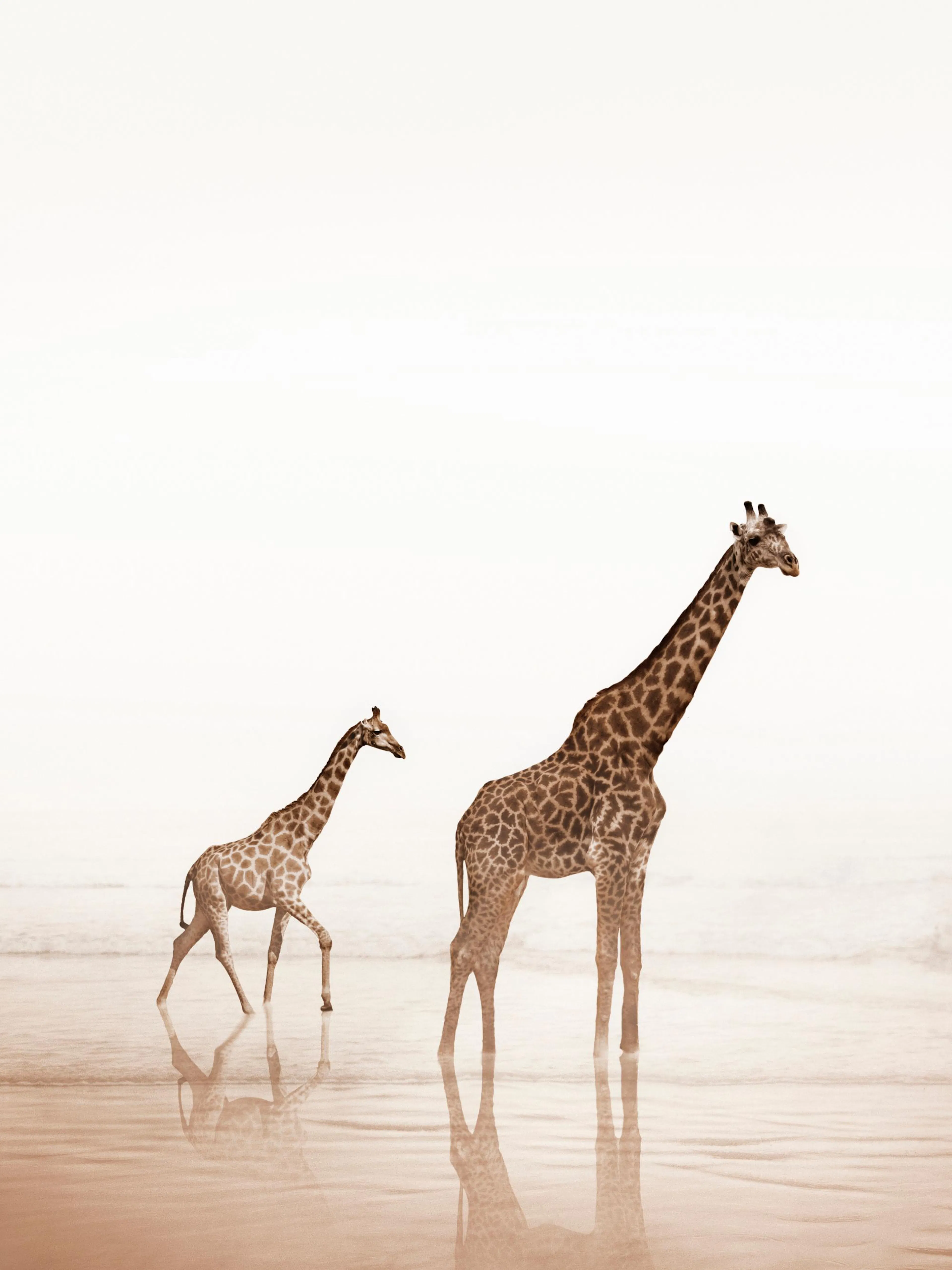Poster: Zwei Giraffen, eine große und eine kleinere, stehen im ruhigen, reflektierenden Wasser am Strand.