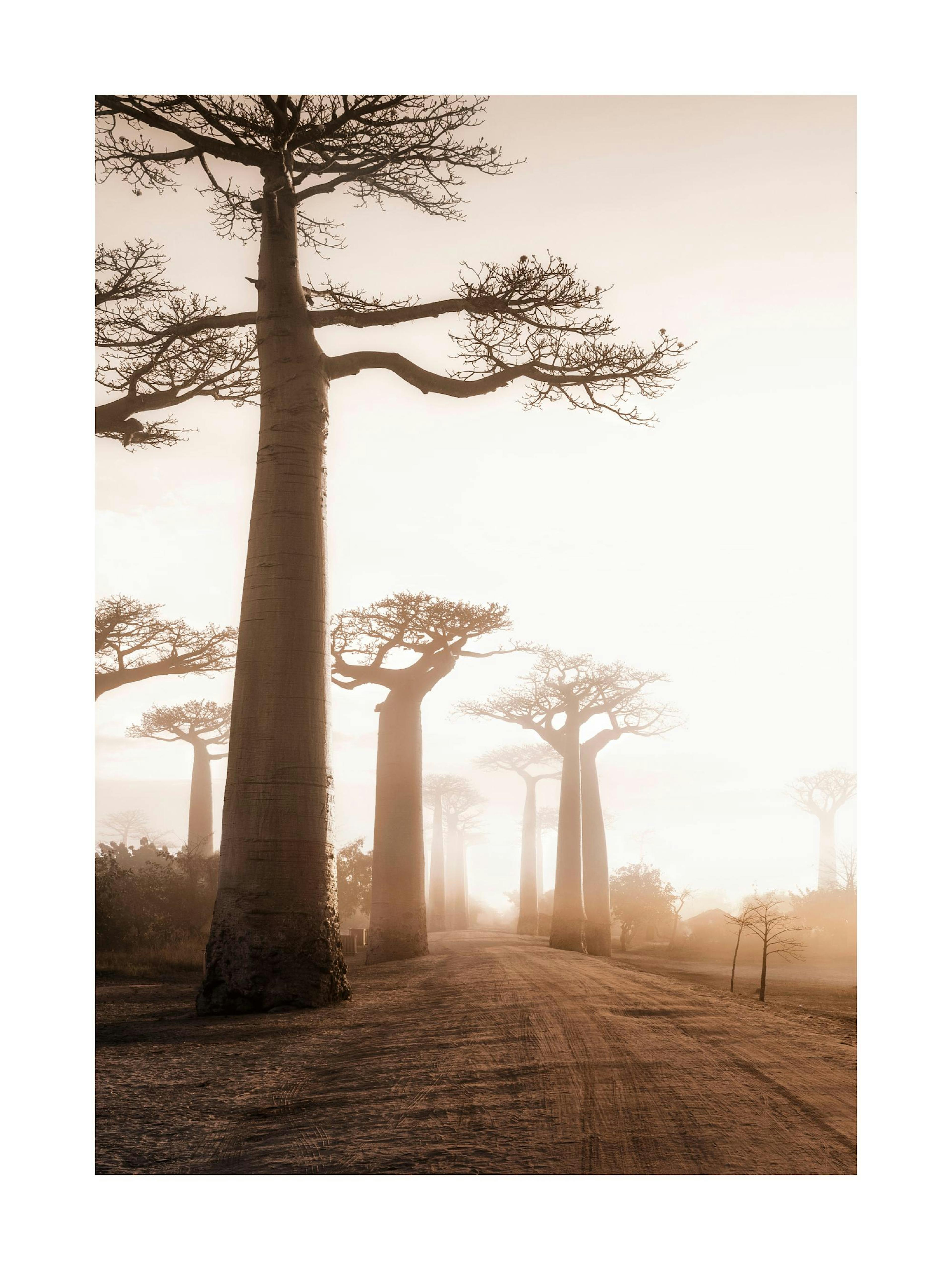 Plakát s mlhavou alejí baobabů na Madagaskaru v teplých tónech s cestou uprostřed.