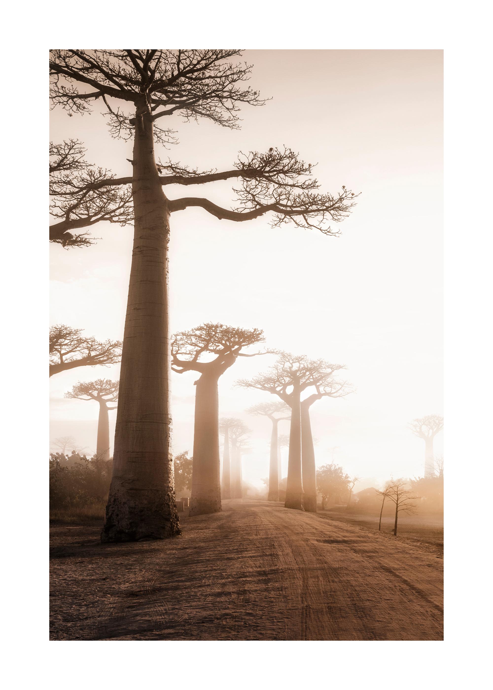 バオバブの木 マダガスカルの風景 | Beautiful Photo.net | 世界