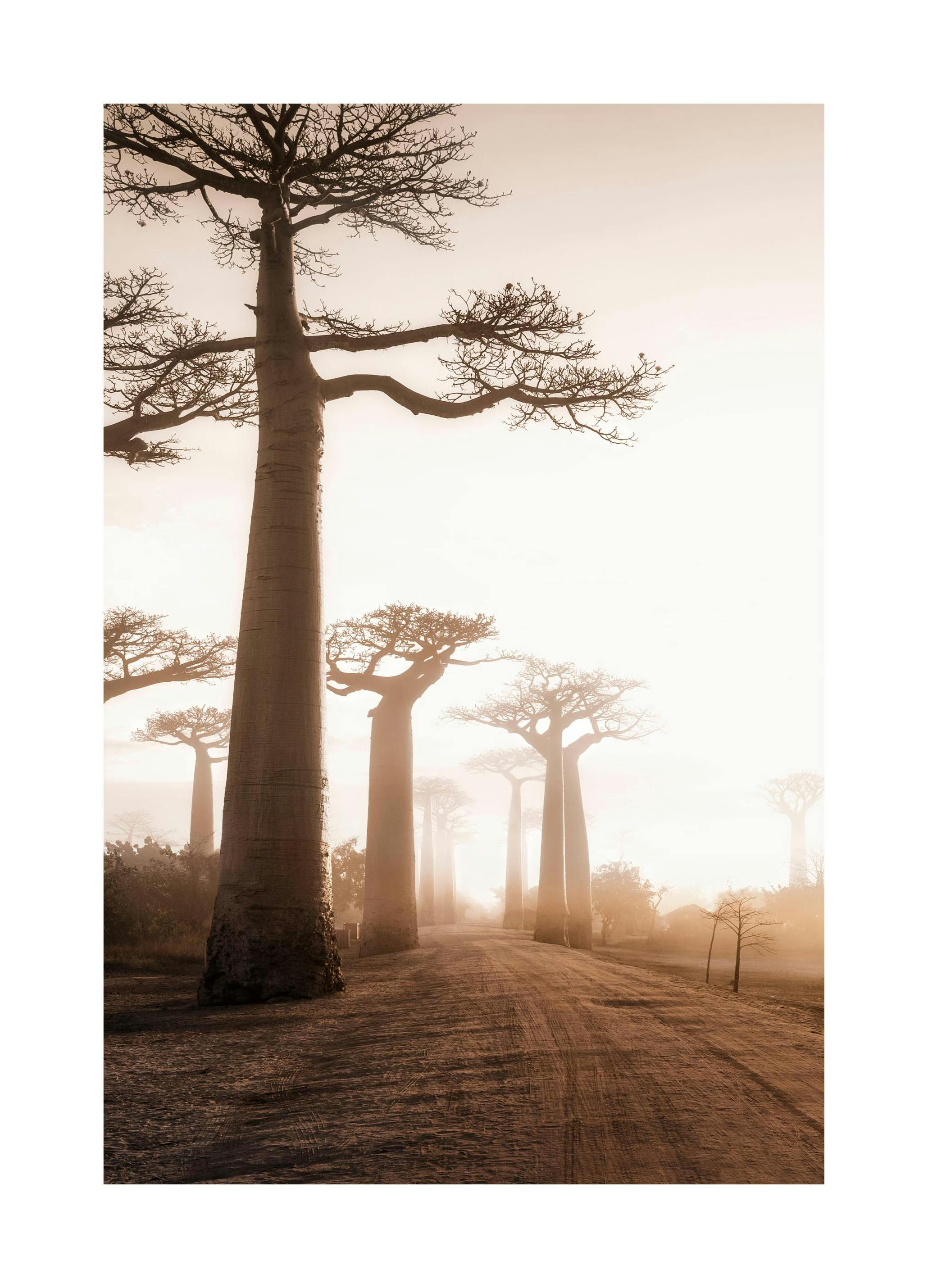 Poster Arbre Baobab (30x40 cm) - Poster Store