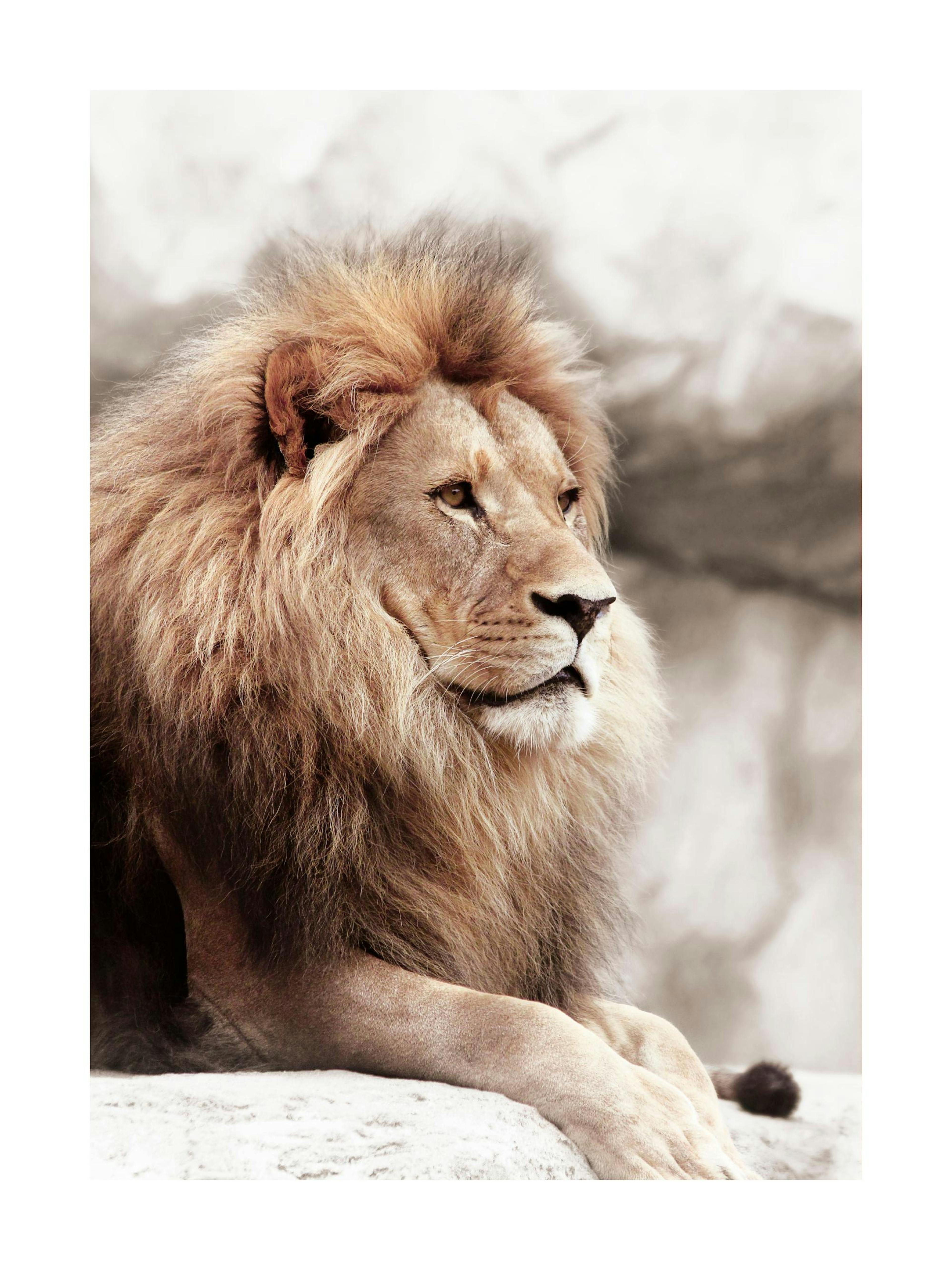 A poster featuring a majestic lion with a golden mane, resting on a rocky surface, looking to the right.