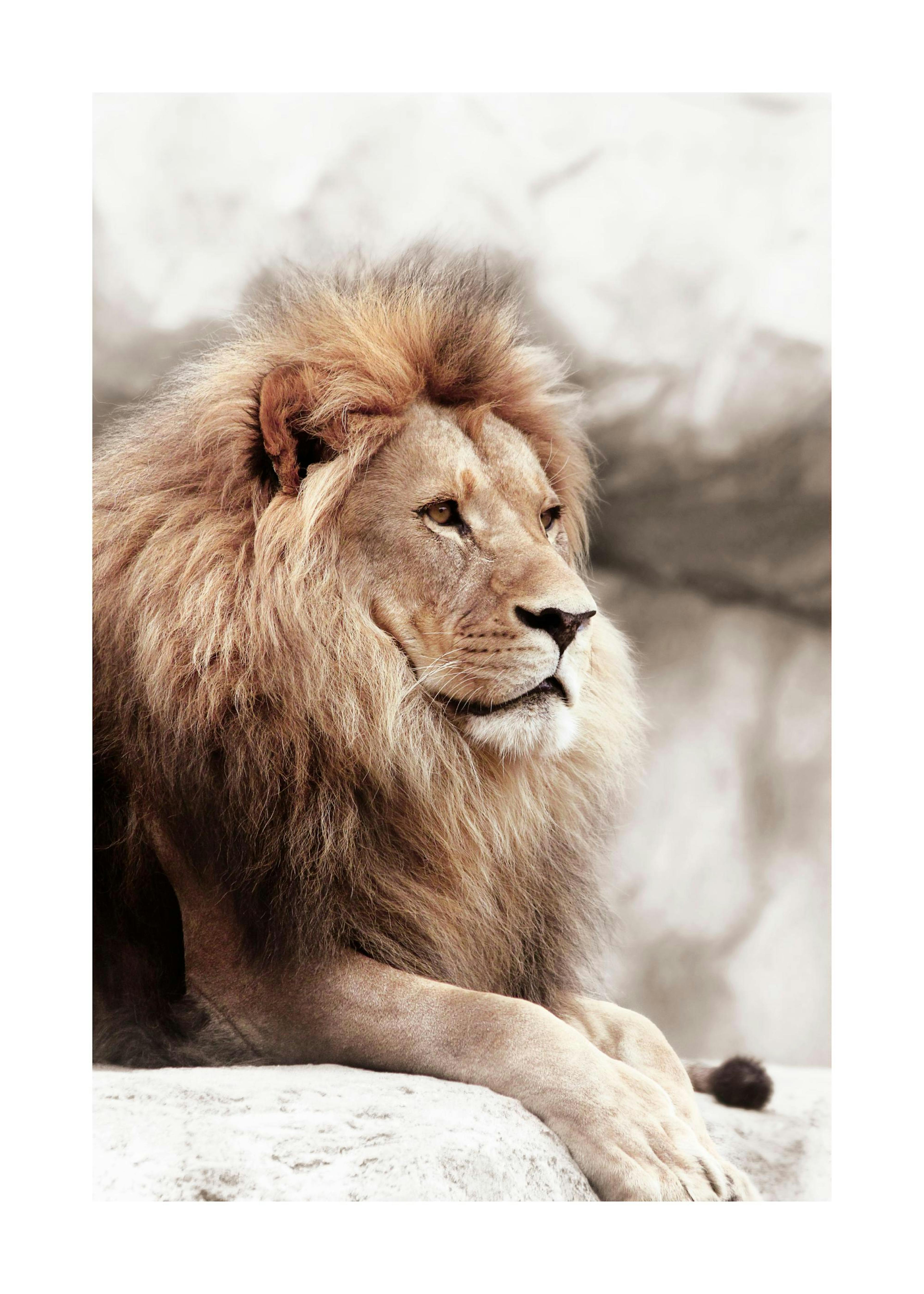 Póster León en una Roca 0
