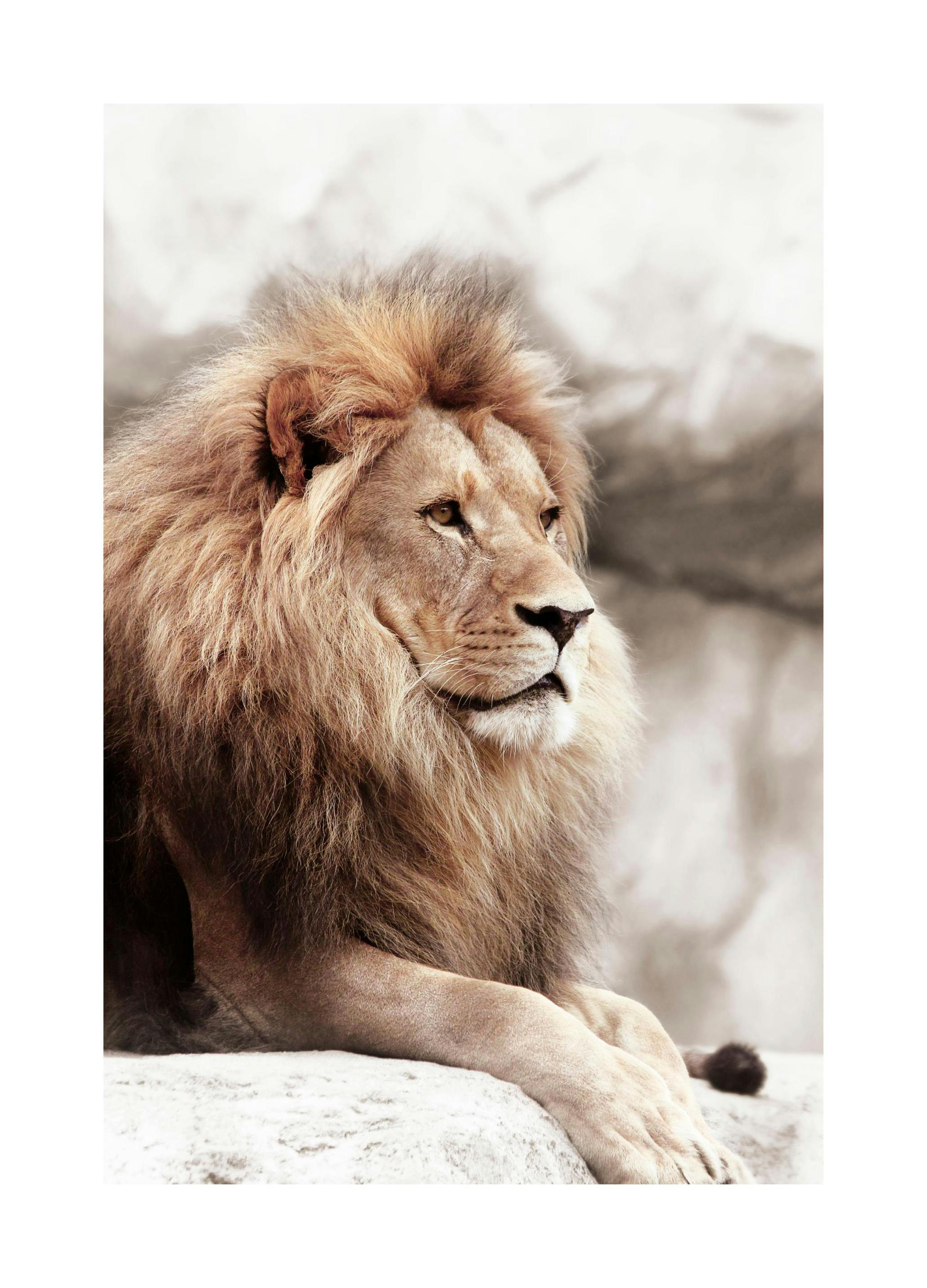 Löwe auf dem Felsen Poster (30x40 cm) - Poster Store