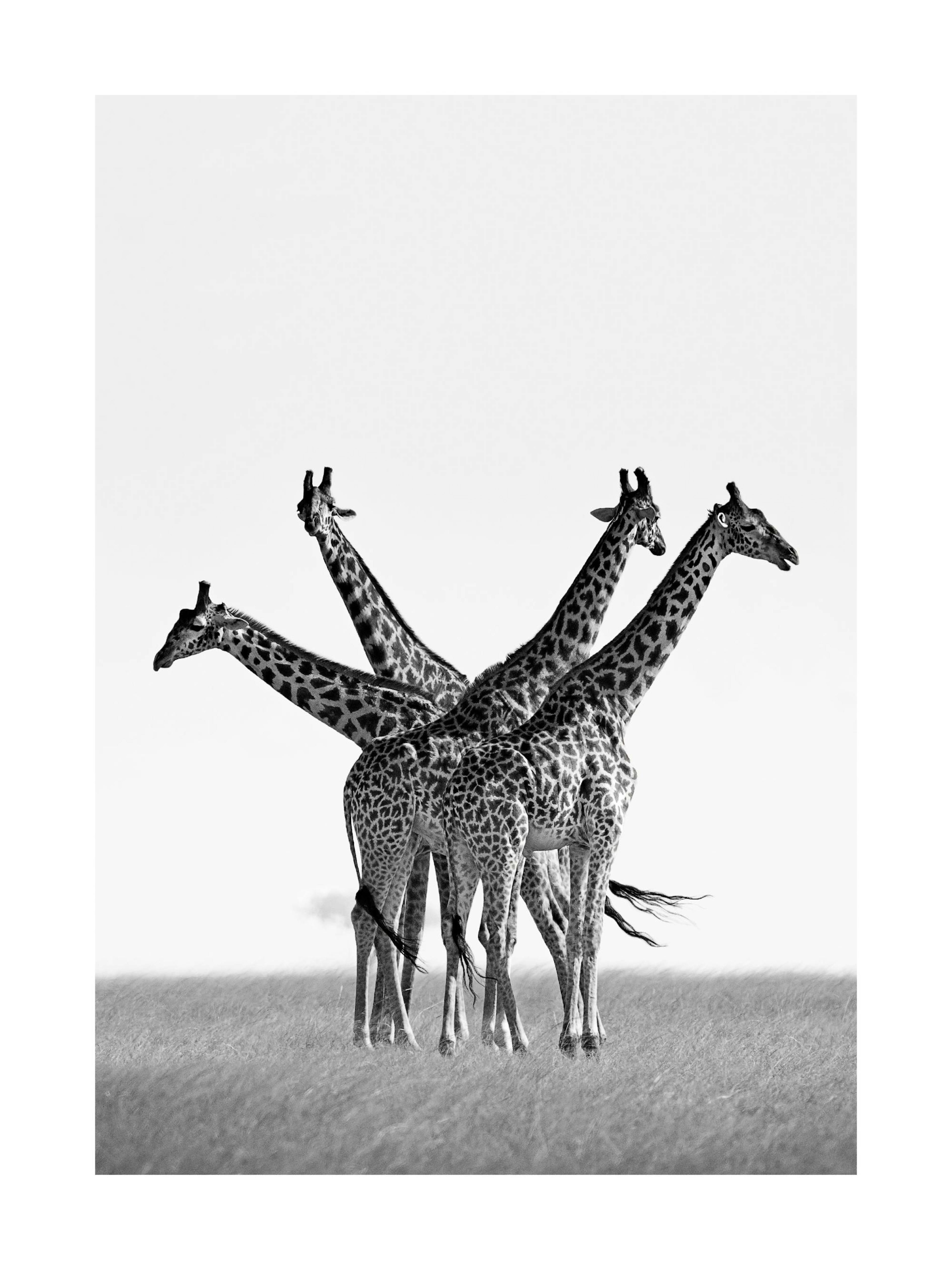 Plakat przedstawiający cztery żyrafy na tle trawy. Zwierzęta są zwrócone w różne strony, widoczne od szyi w dół.