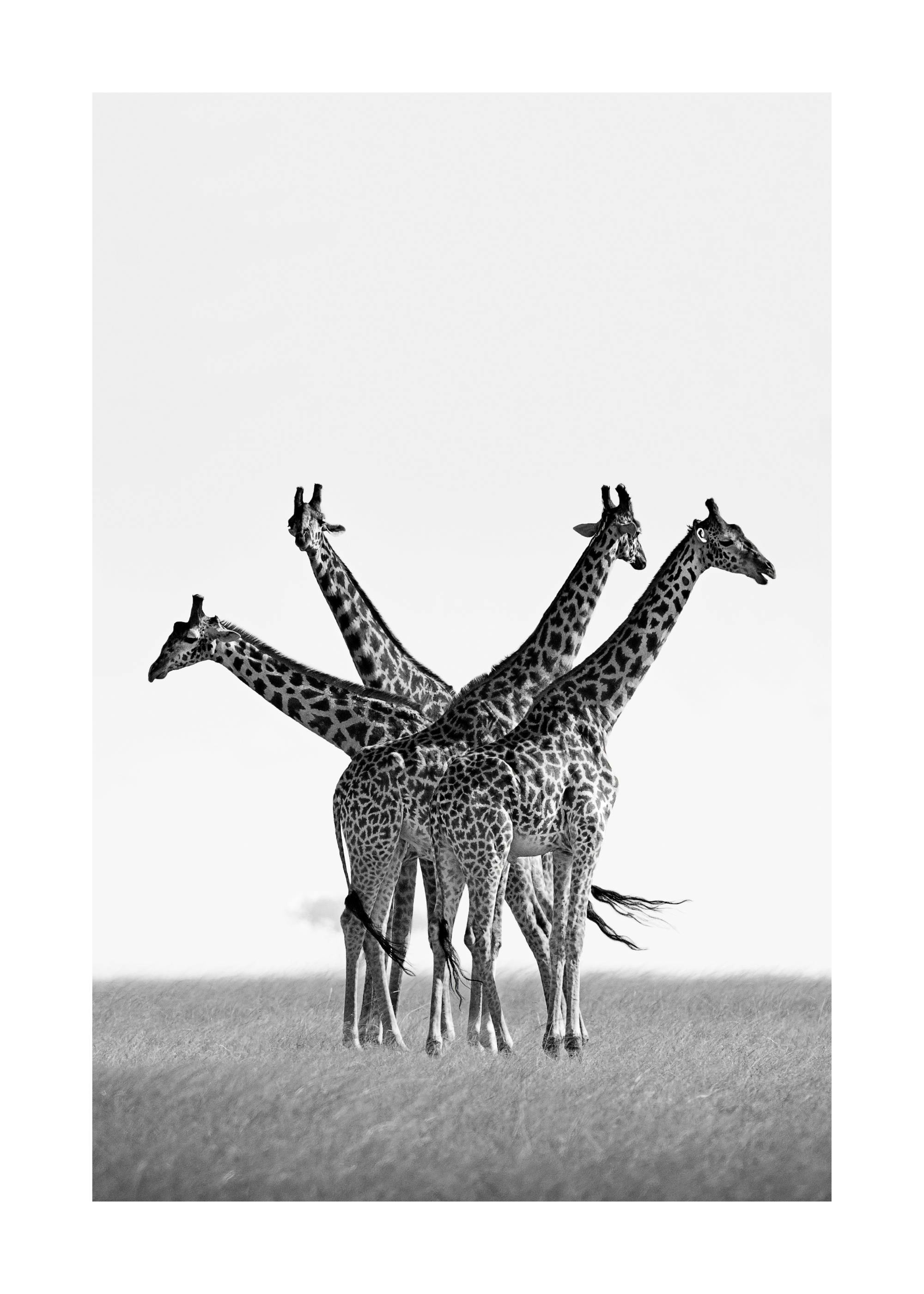 A black and white poster of four giraffes with spotted patterns standing in a grassy field looking in different directions.