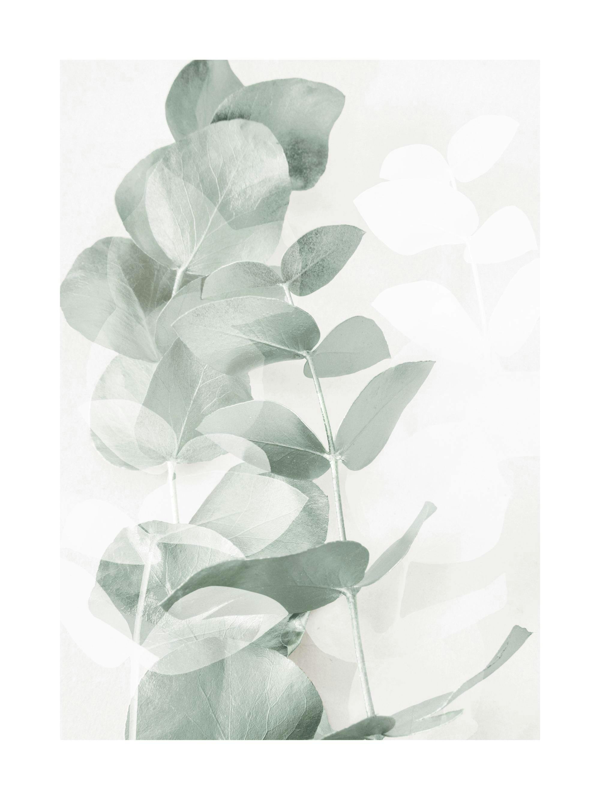 Poster con rami di eucalipto verde-grigio e foglie tondeggianti su sfondo bianco. Design naturale minimalista.