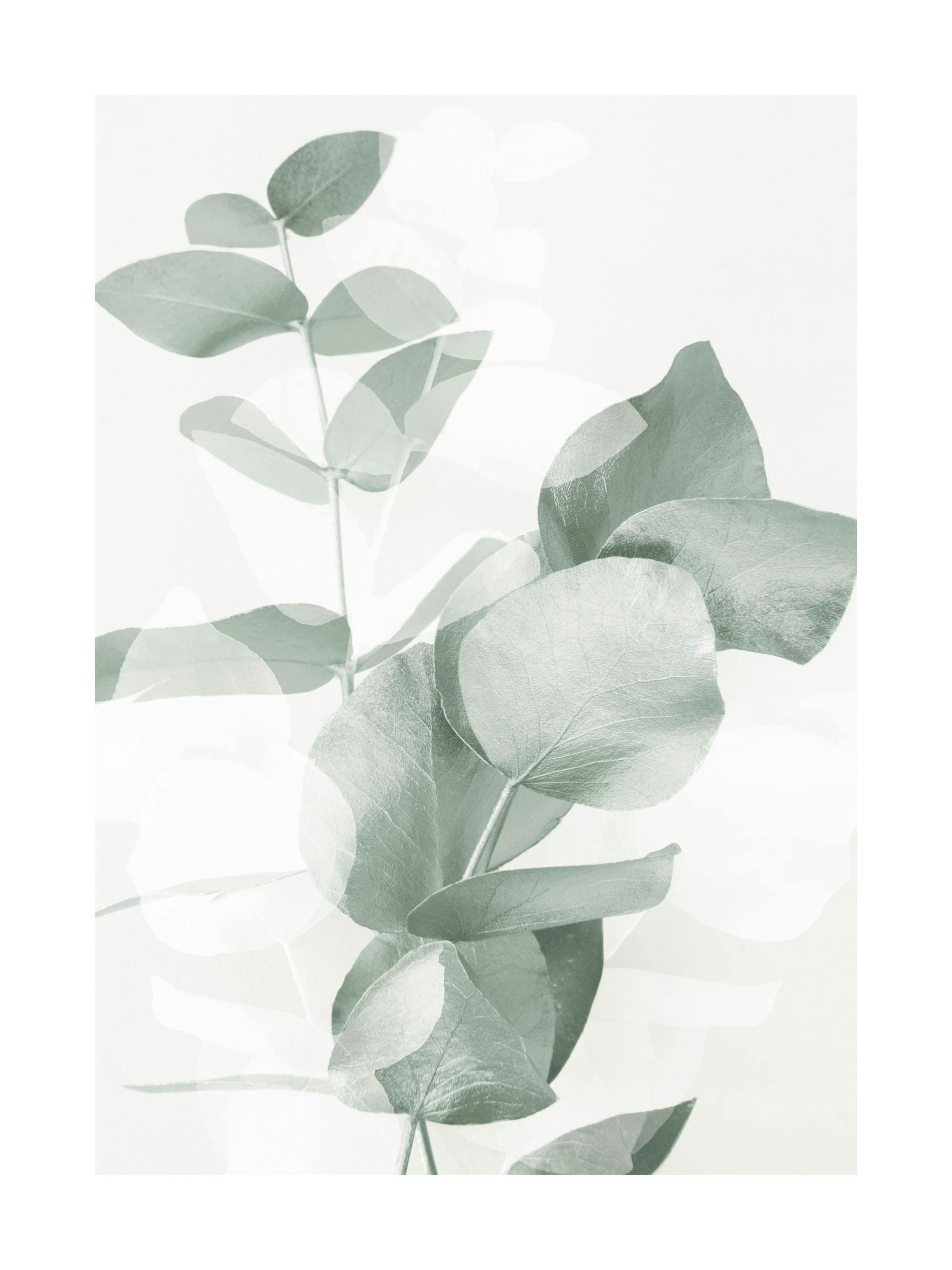 Eucalyptus Shades No2 Poster 0