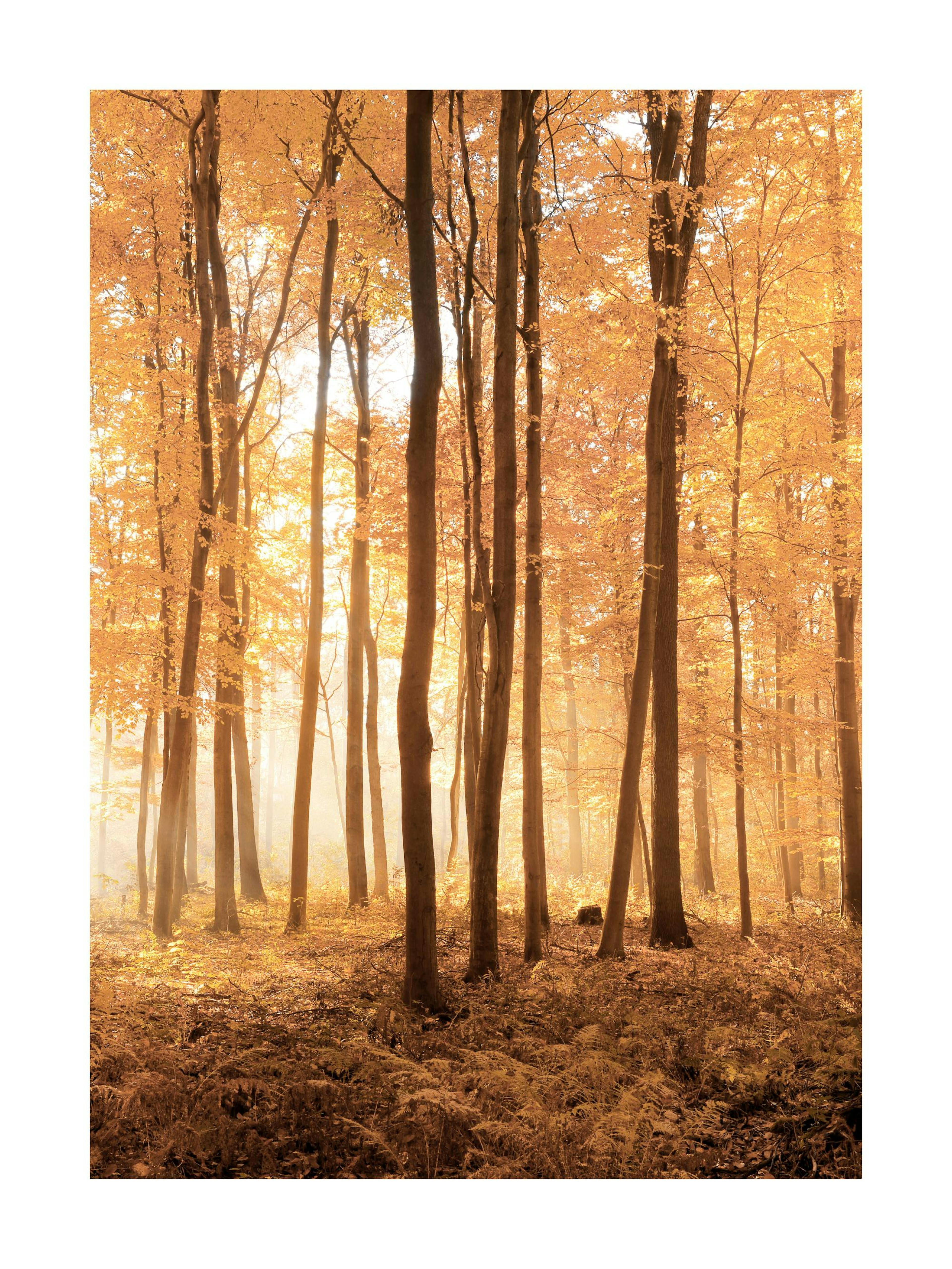 A poster depicting a misty, sunlit autumn forest with tall trees and golden-orange foliage and leaves covering the ground.