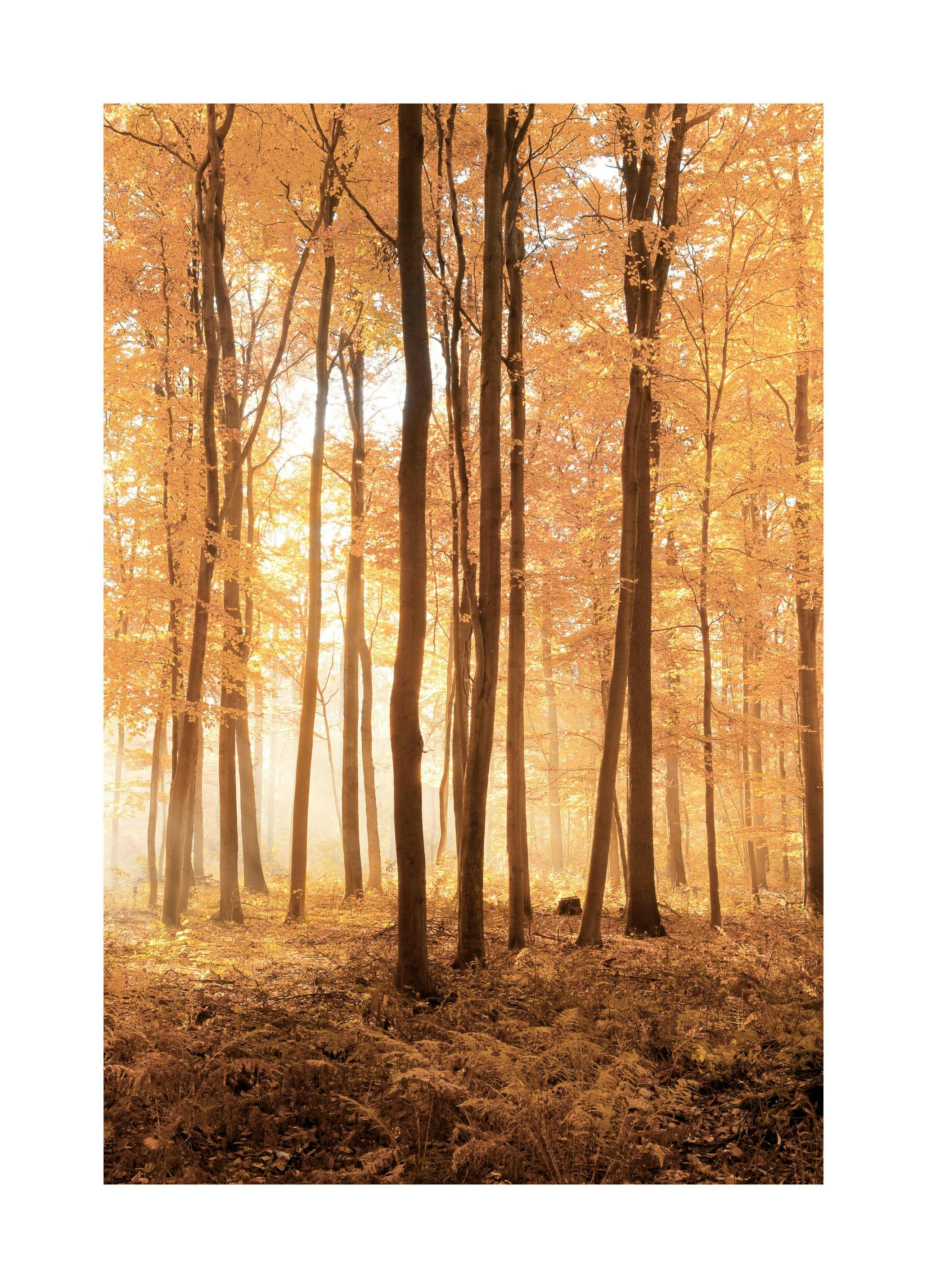 Herbstbäume Poster (50x50 cm) - Poster Store