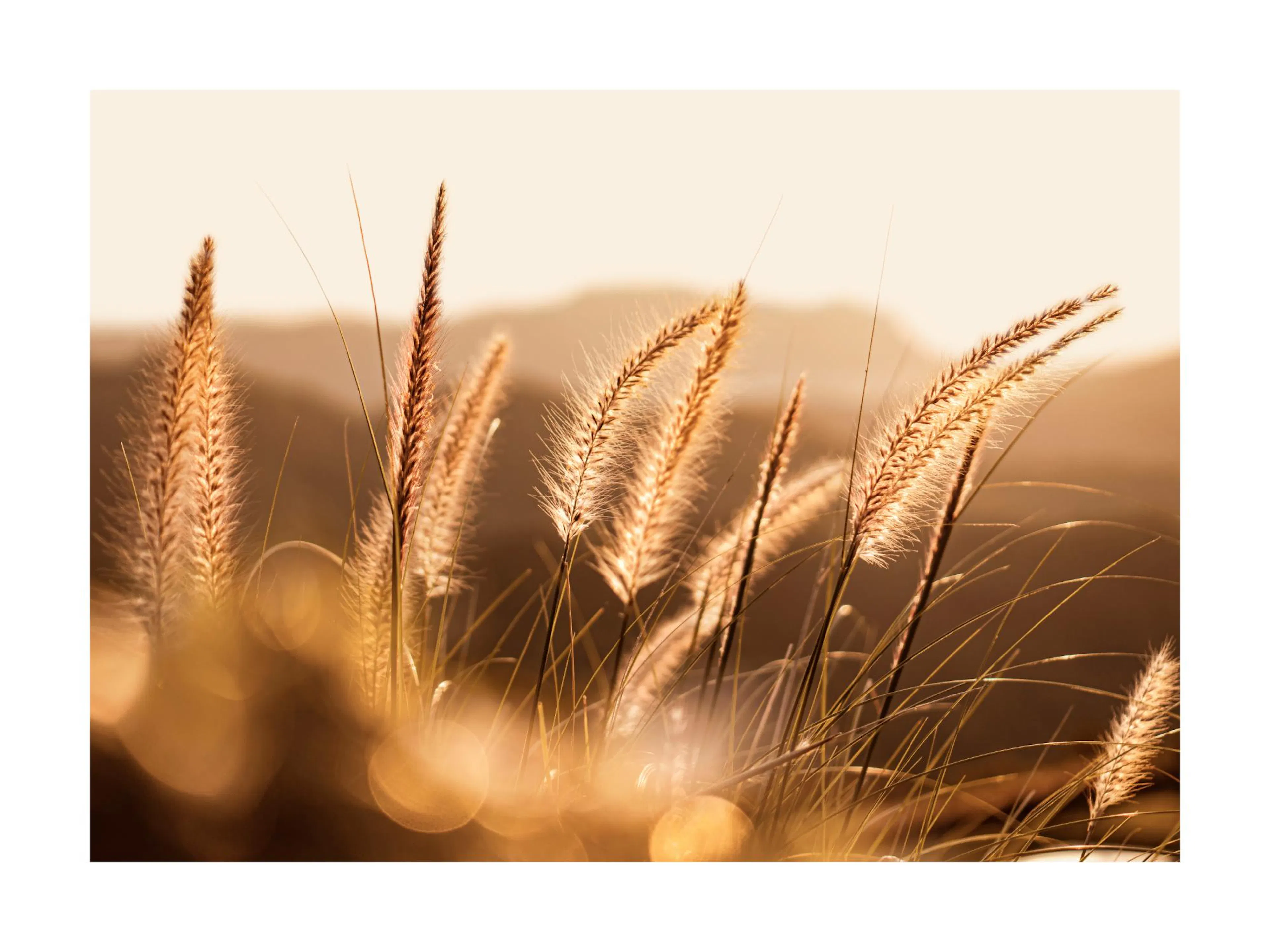 Póster de hierba de la pampa al atardecer con luz cálida y difuminada, creando un efecto de brillo natural.