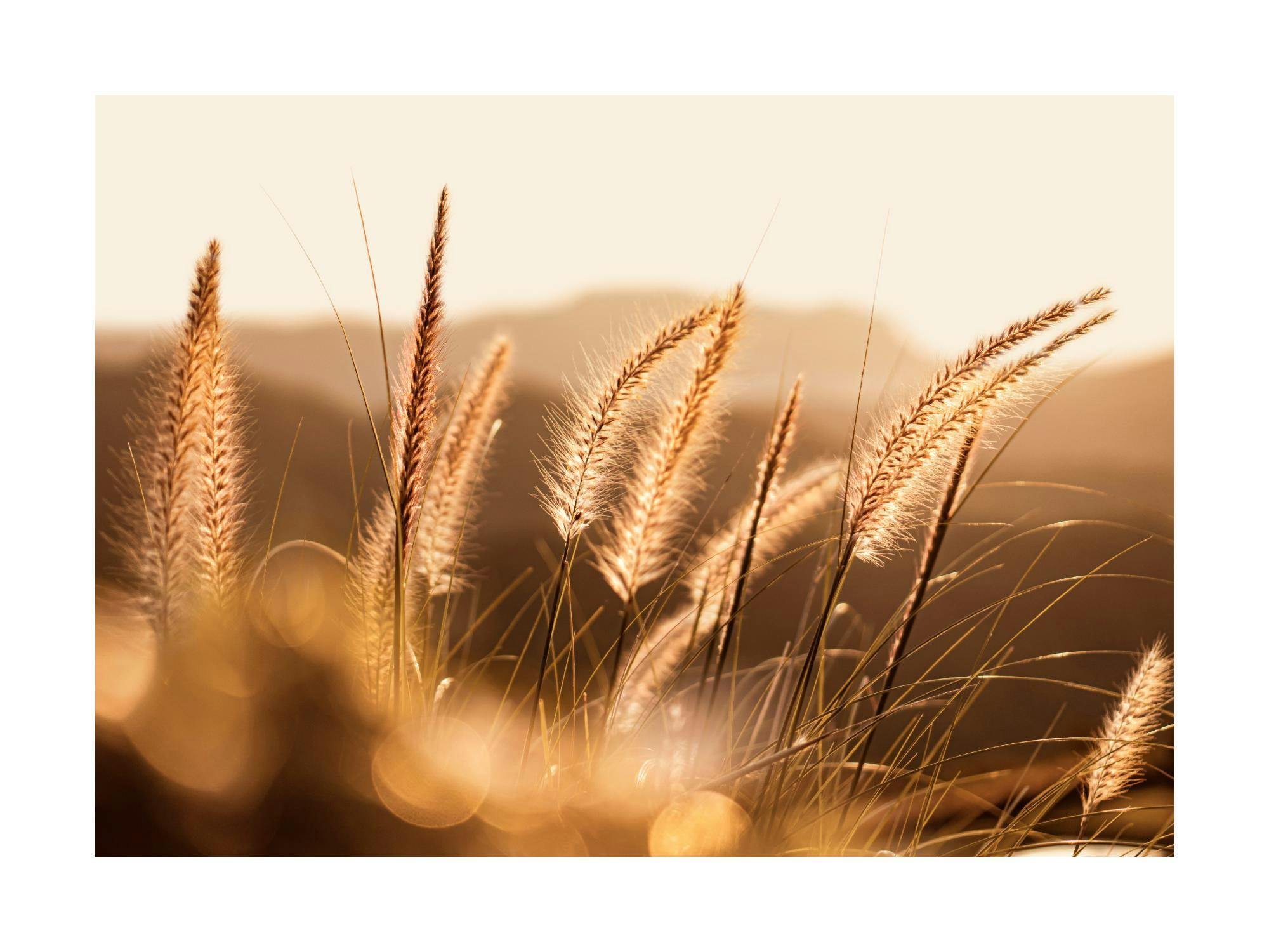A poster featuring tall, fluffy golden grasses with soft light shining through them, against a blurred warm background.