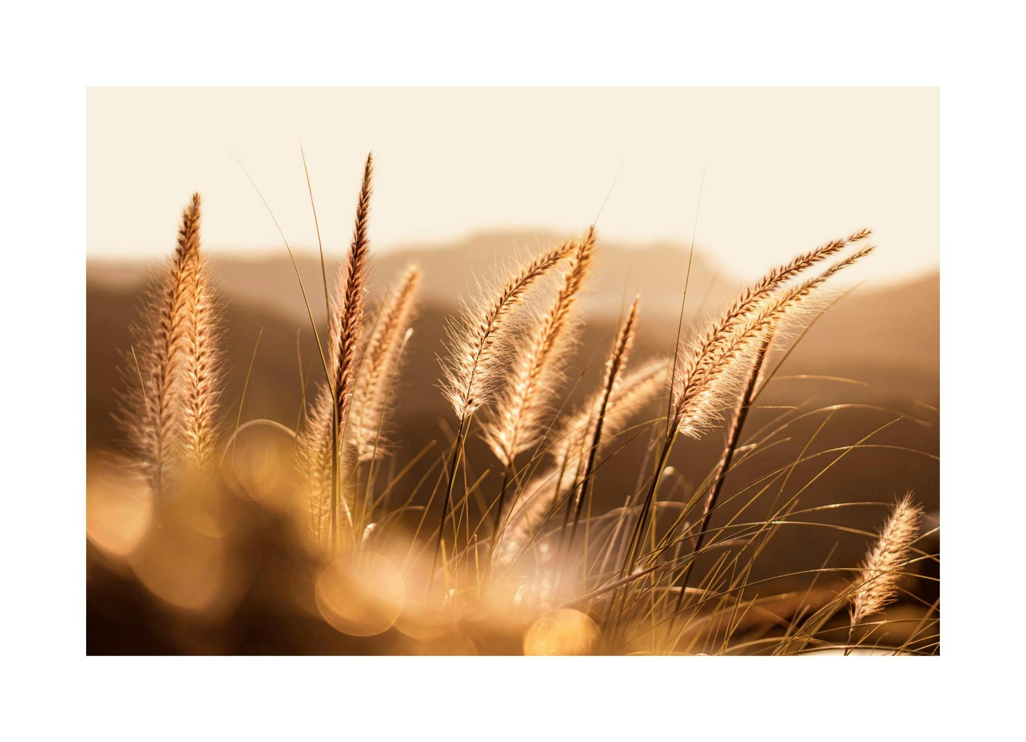 Autumn Grass Poster (21x30 cm) - Poster Store