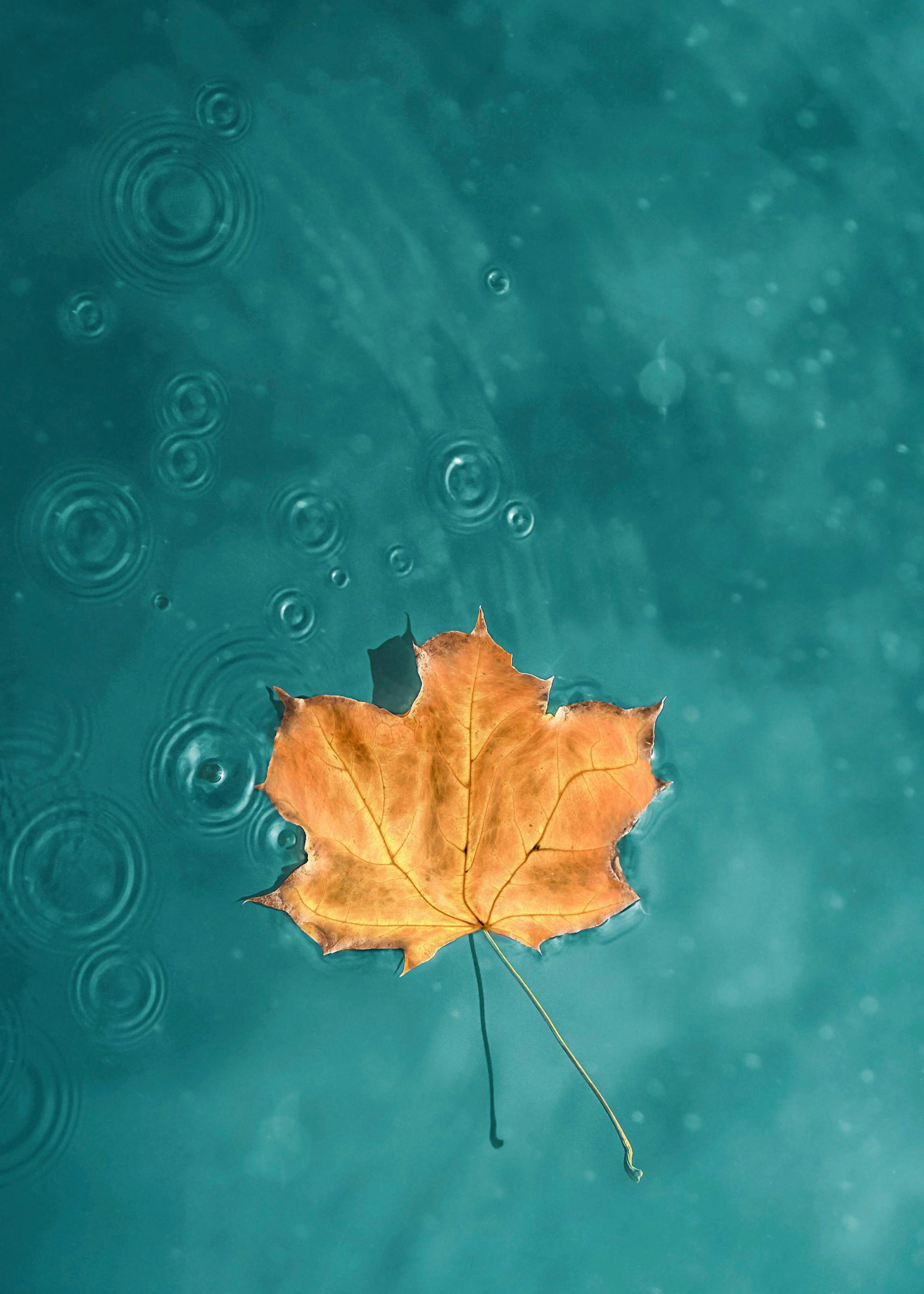 Blatt um blauen See Poster 0