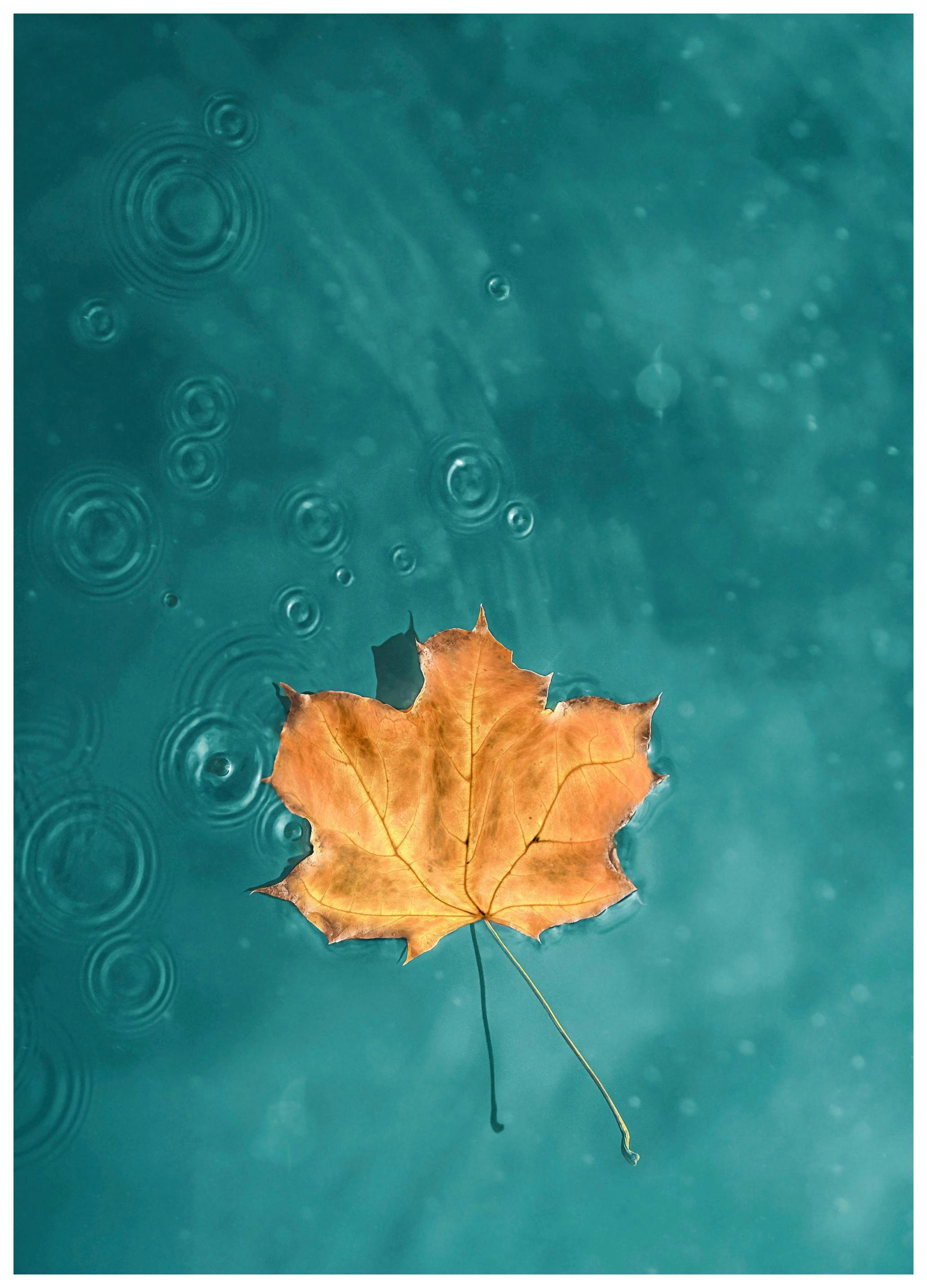 Plakat Liść W Niebieskiej Rzece (30x40 cm) - Poster Store