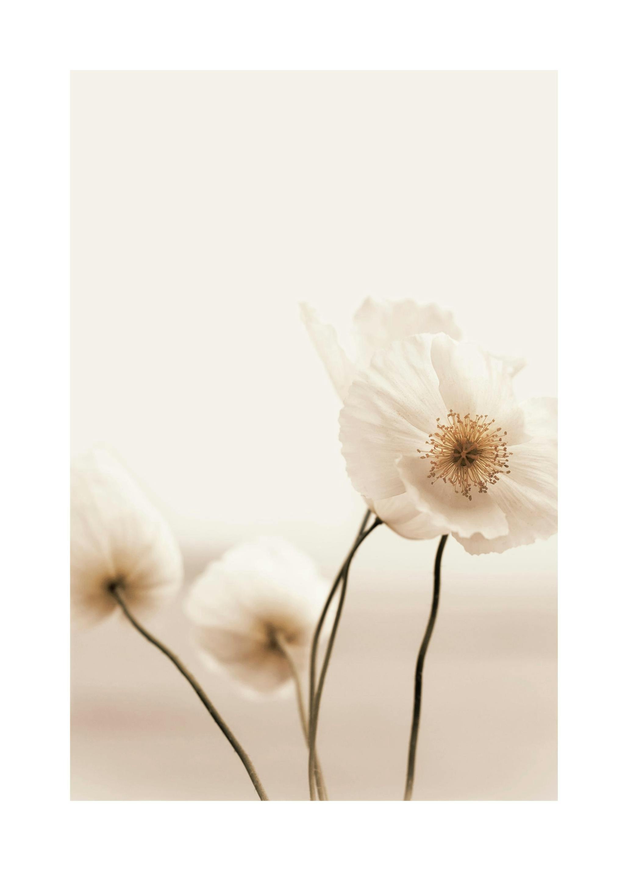 Plakat Dziki Mak (21x30 cm) - Poster Store
