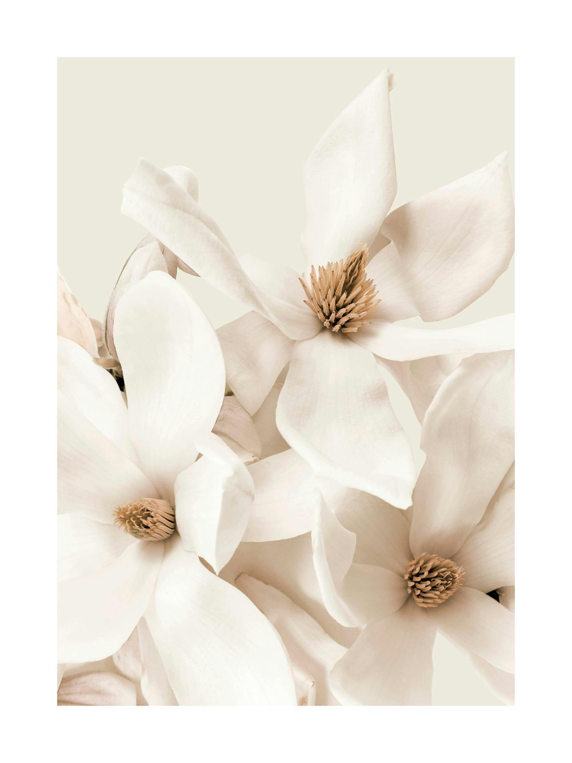 A poster featuring a close-up of light beige magnolia flowers with detailed petals and brown stamens.