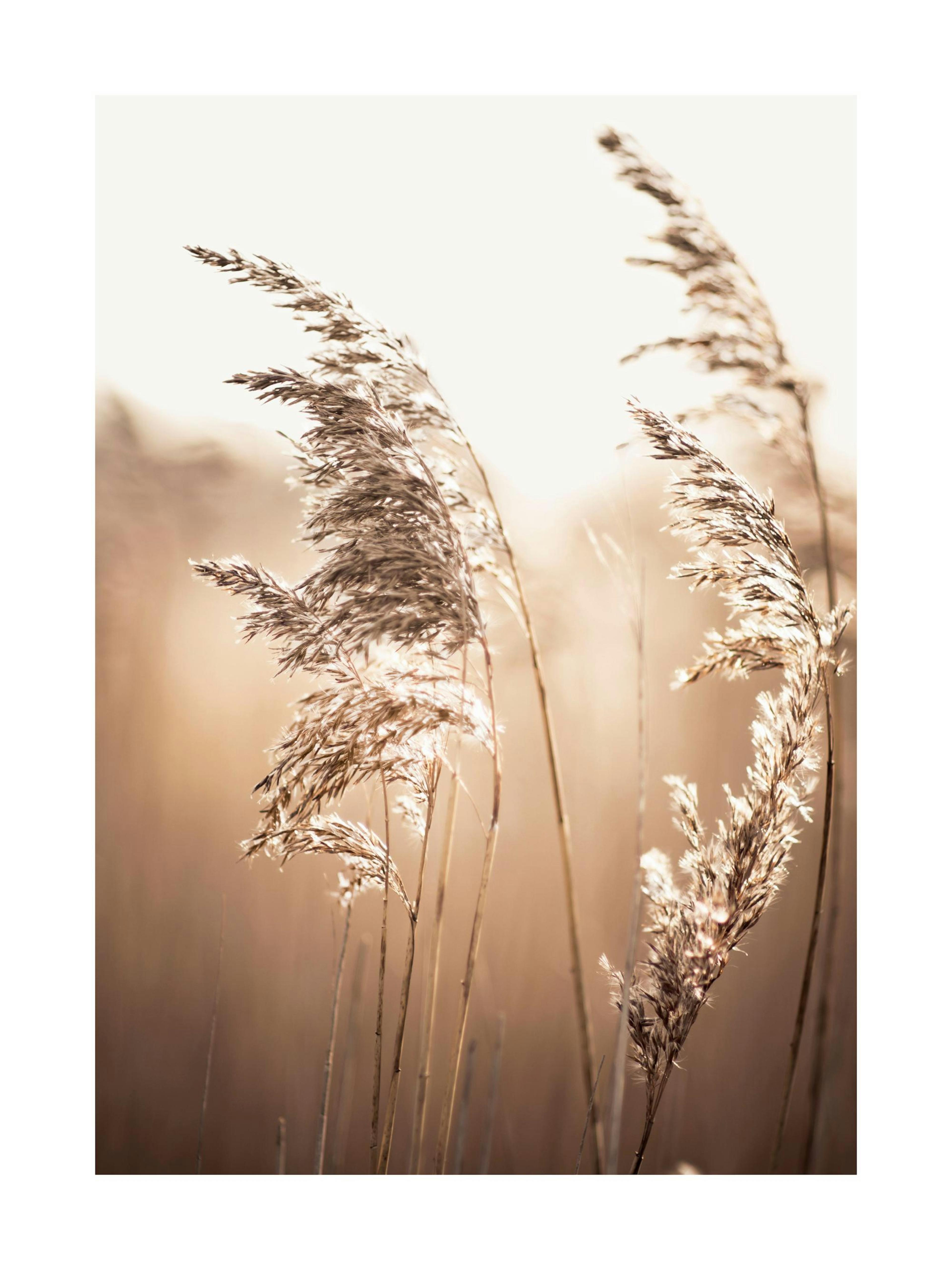 Sunlight Reed Poster 0