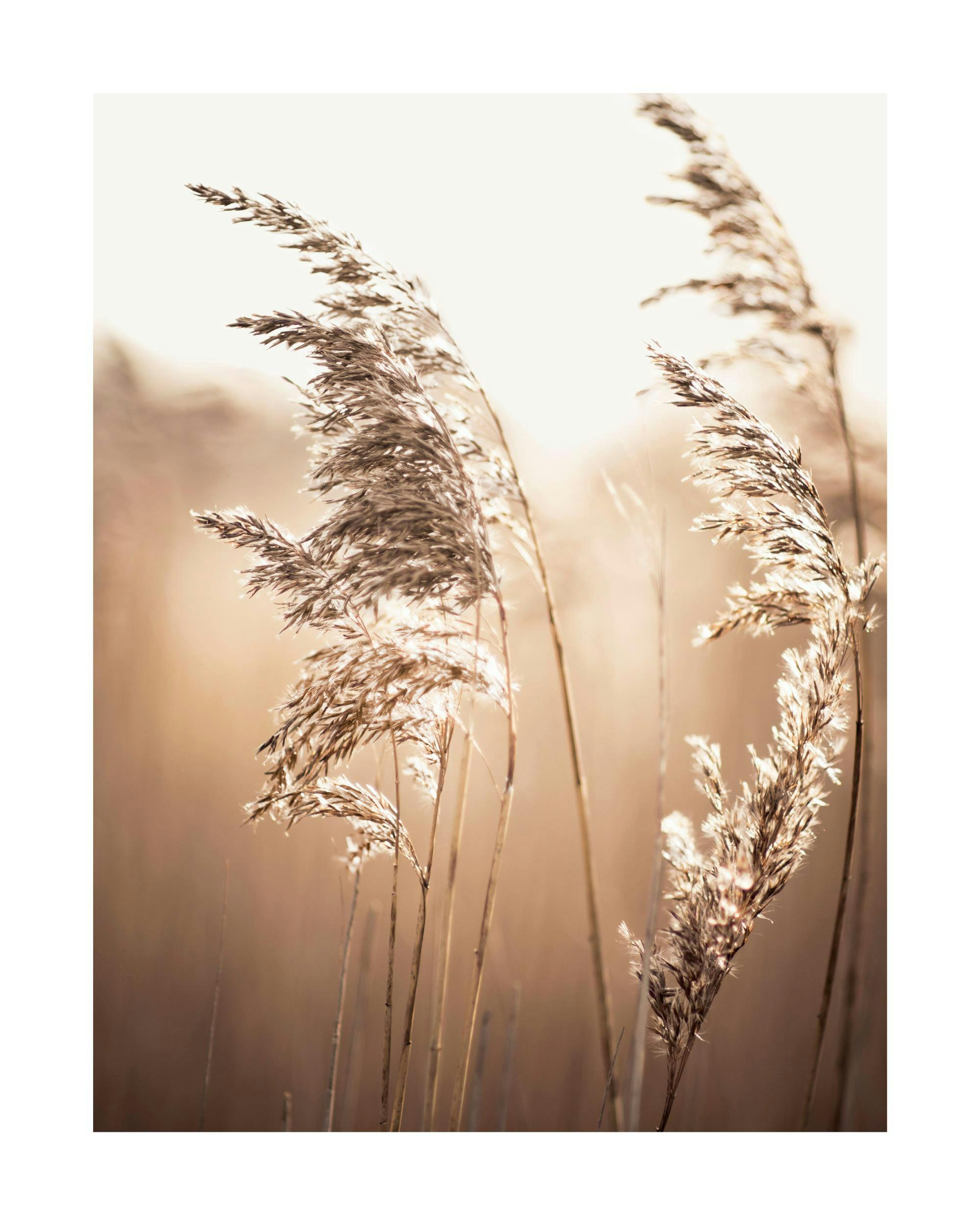 Plakat przedstawiający zbliżenie na suche, brązowe trawy trzcinowe delikatnie oświetlone słońcem, tworzące ciepły, rozmyty pejza