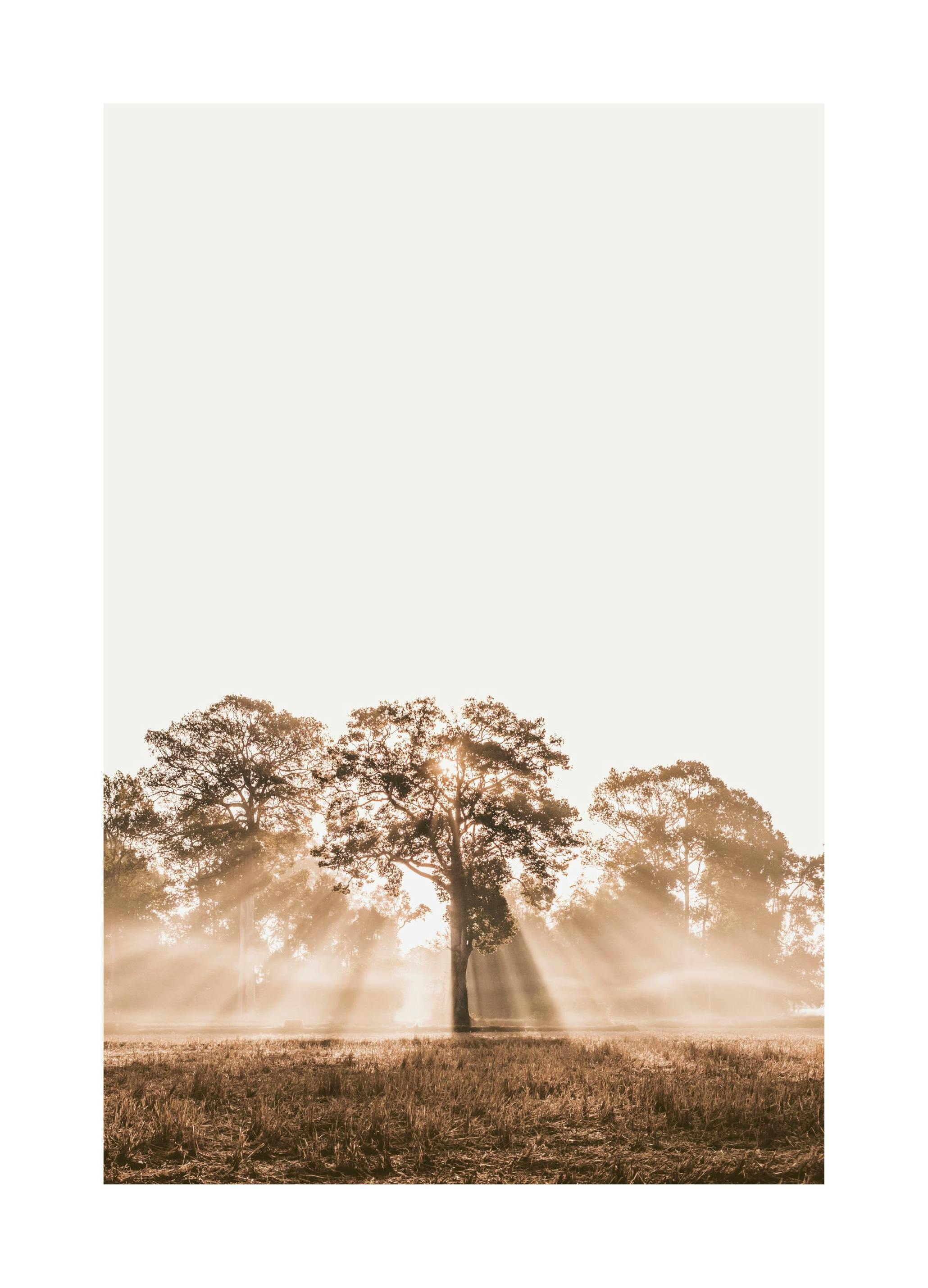 Zonlicht Door Boom Poster (50x70 cm) - Poster Store