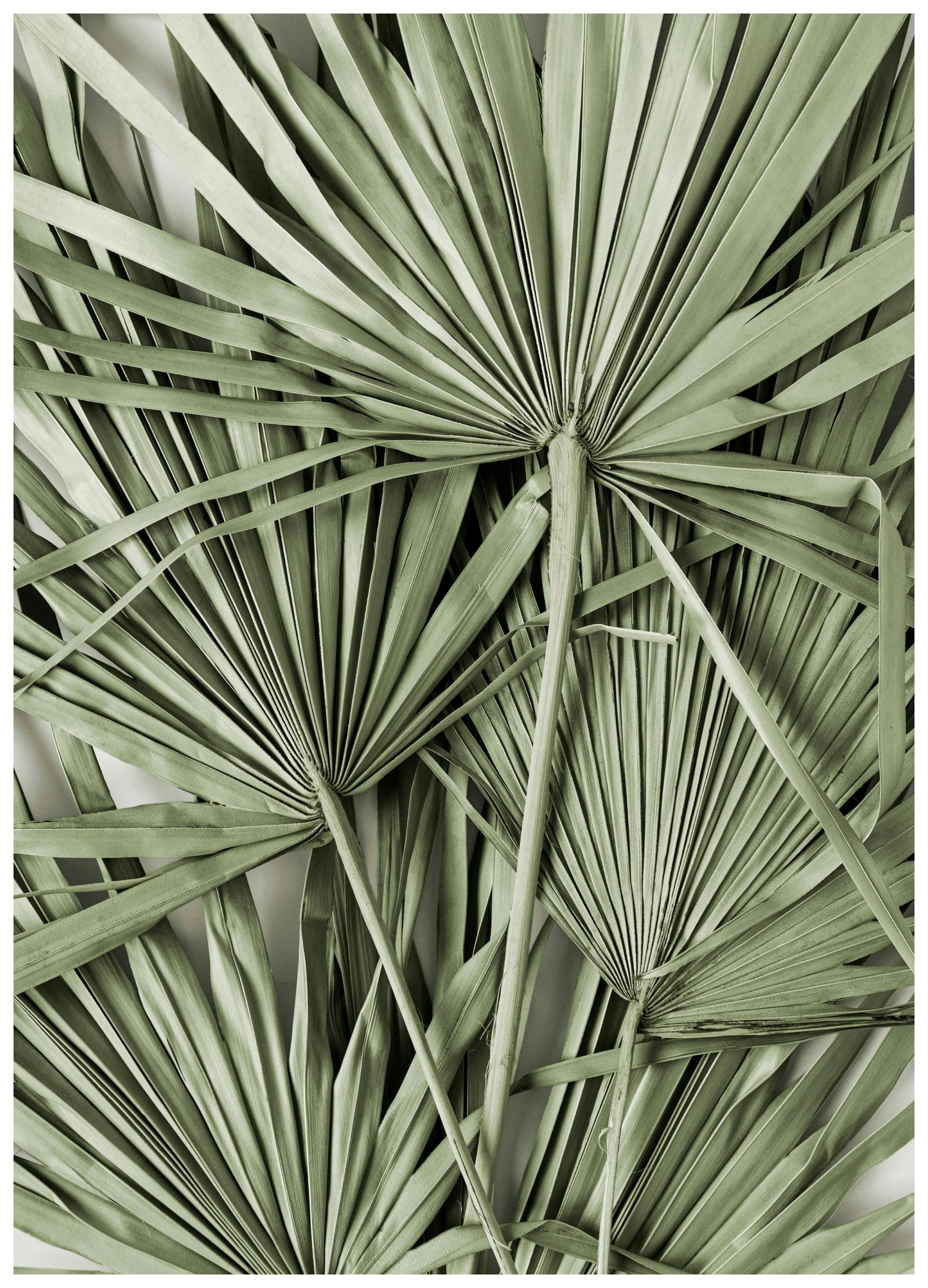 Plakat Zielone Liście Palmy (21x30 cm) - Poster Store