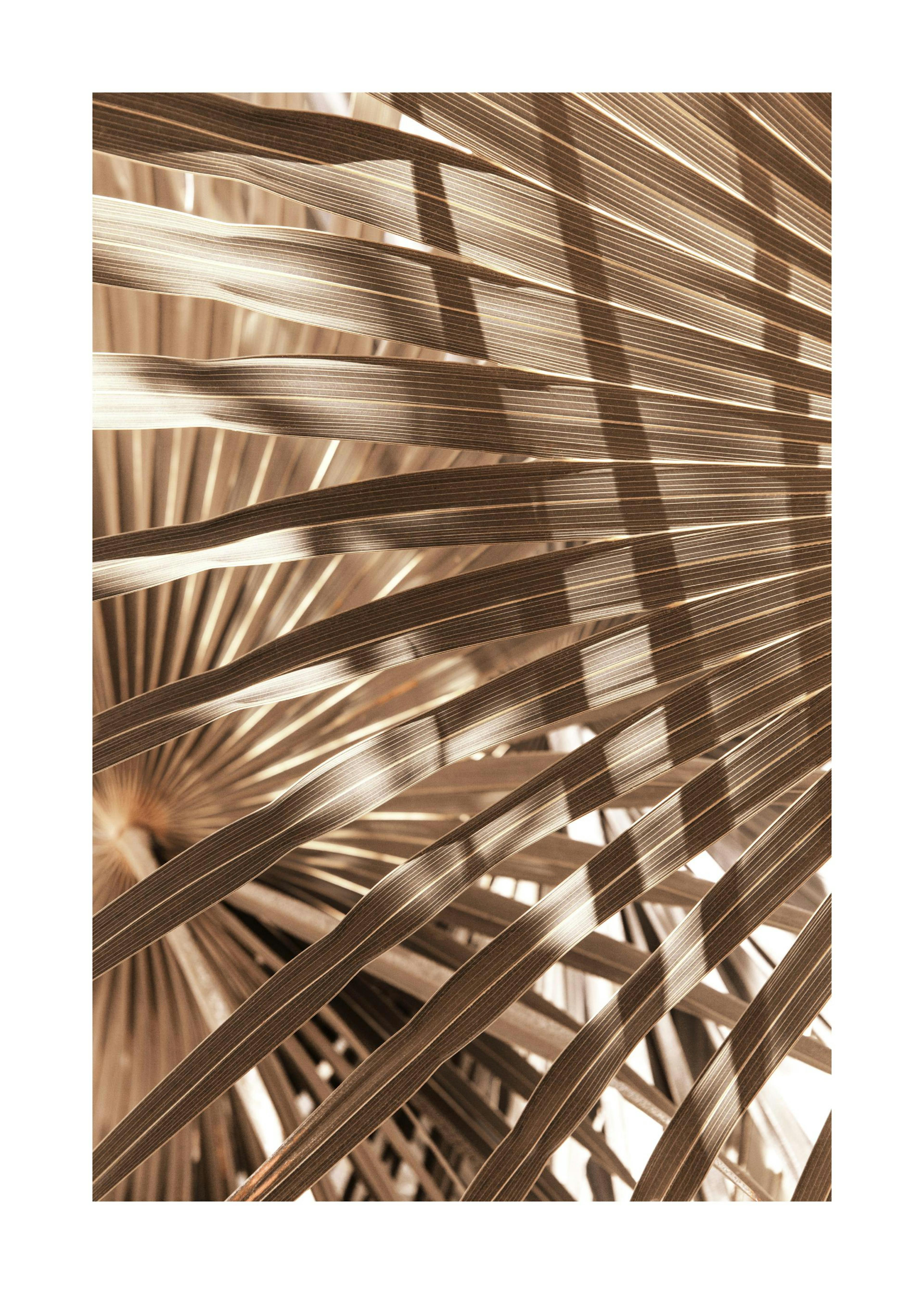 Brown Palm Leaves Poster 0