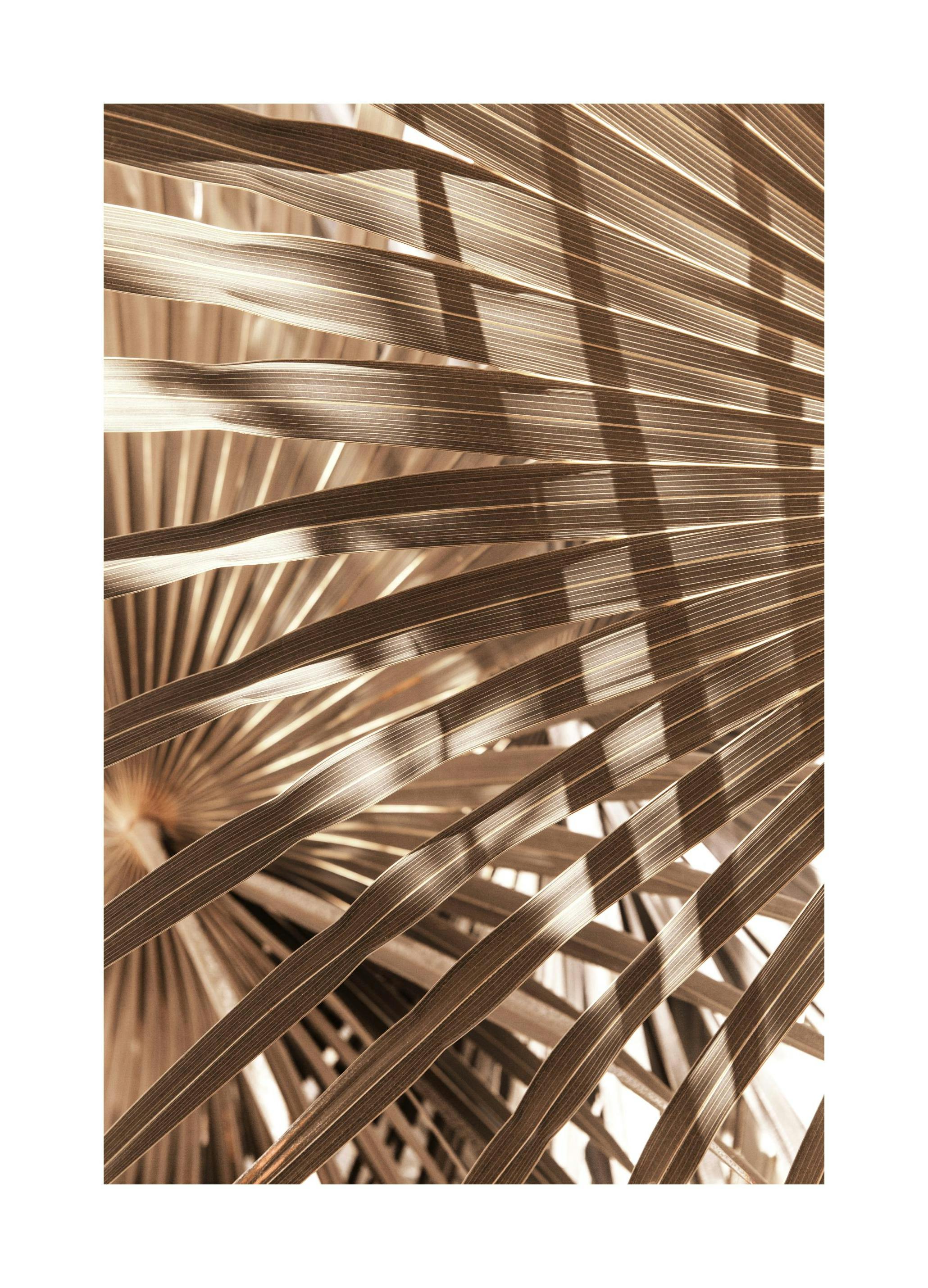 Brown Palm Leaves Poster (21x30 cm) - Poster Store