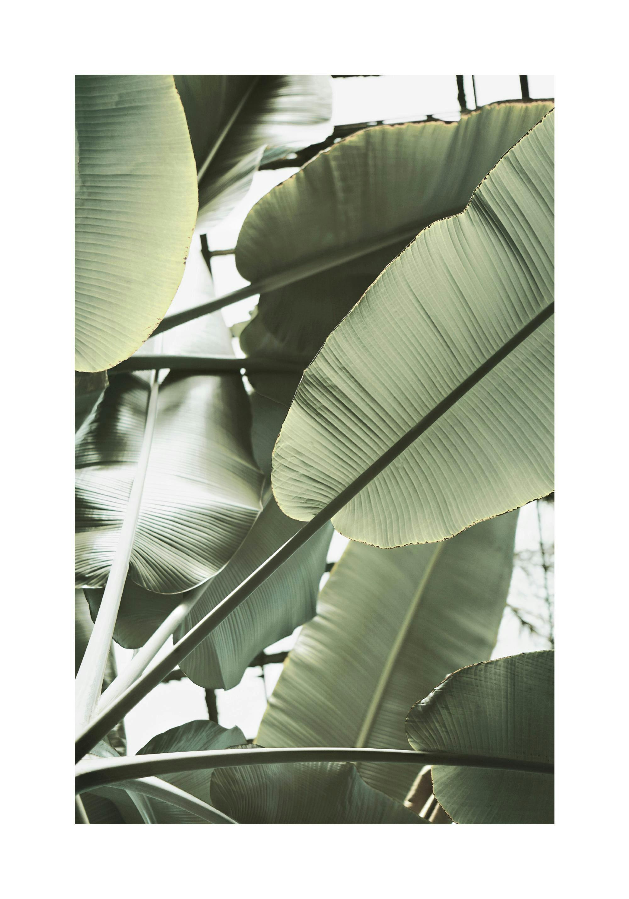 Plakat przedstawia duże, zielone liście bananowca w zbliżeniu, oświetlone od tyłu, tworząc delikatne cienie.