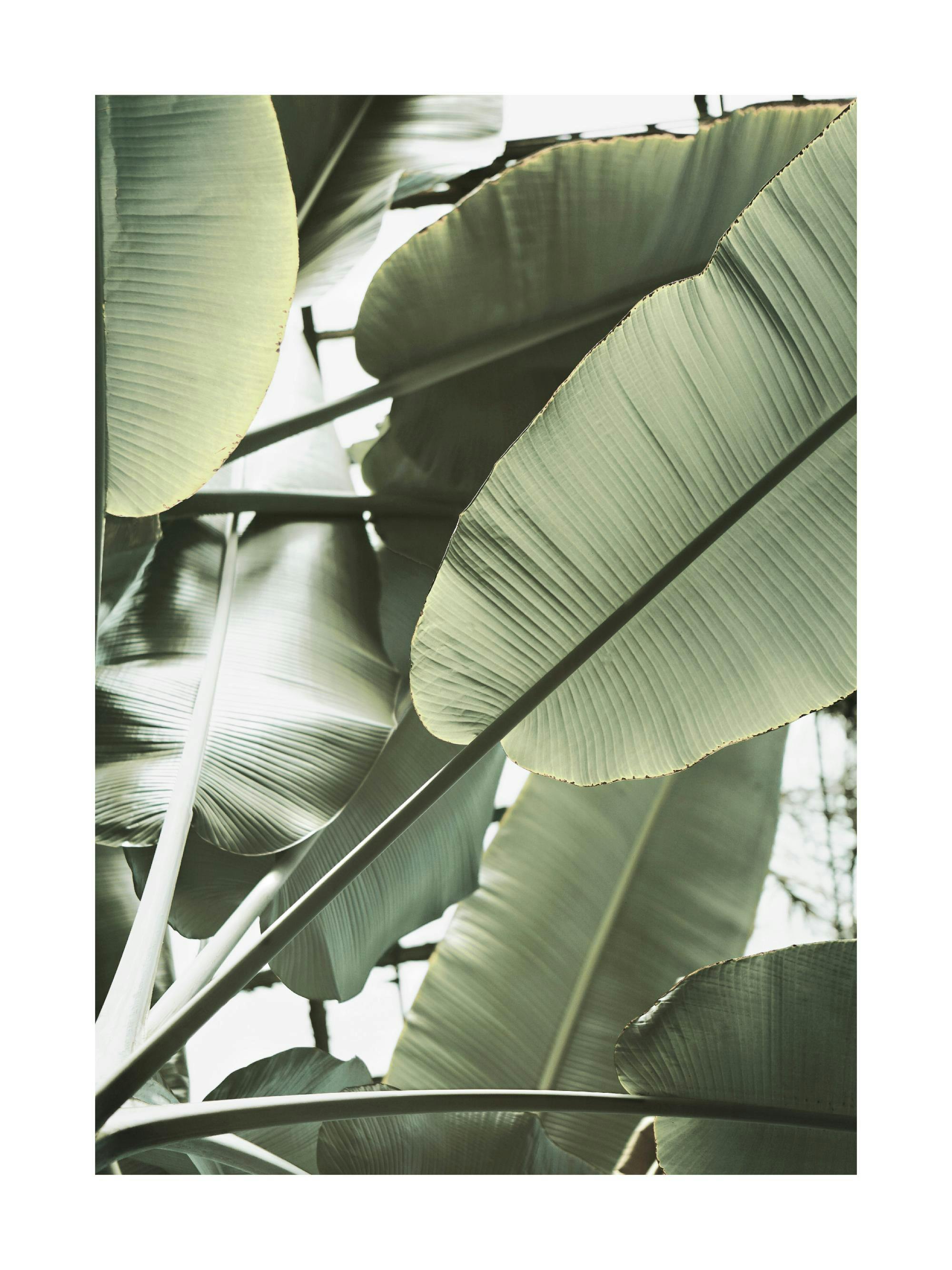 A poster featuring a close-up, upward view of large, green banana leaves with visible veins against a light sky.