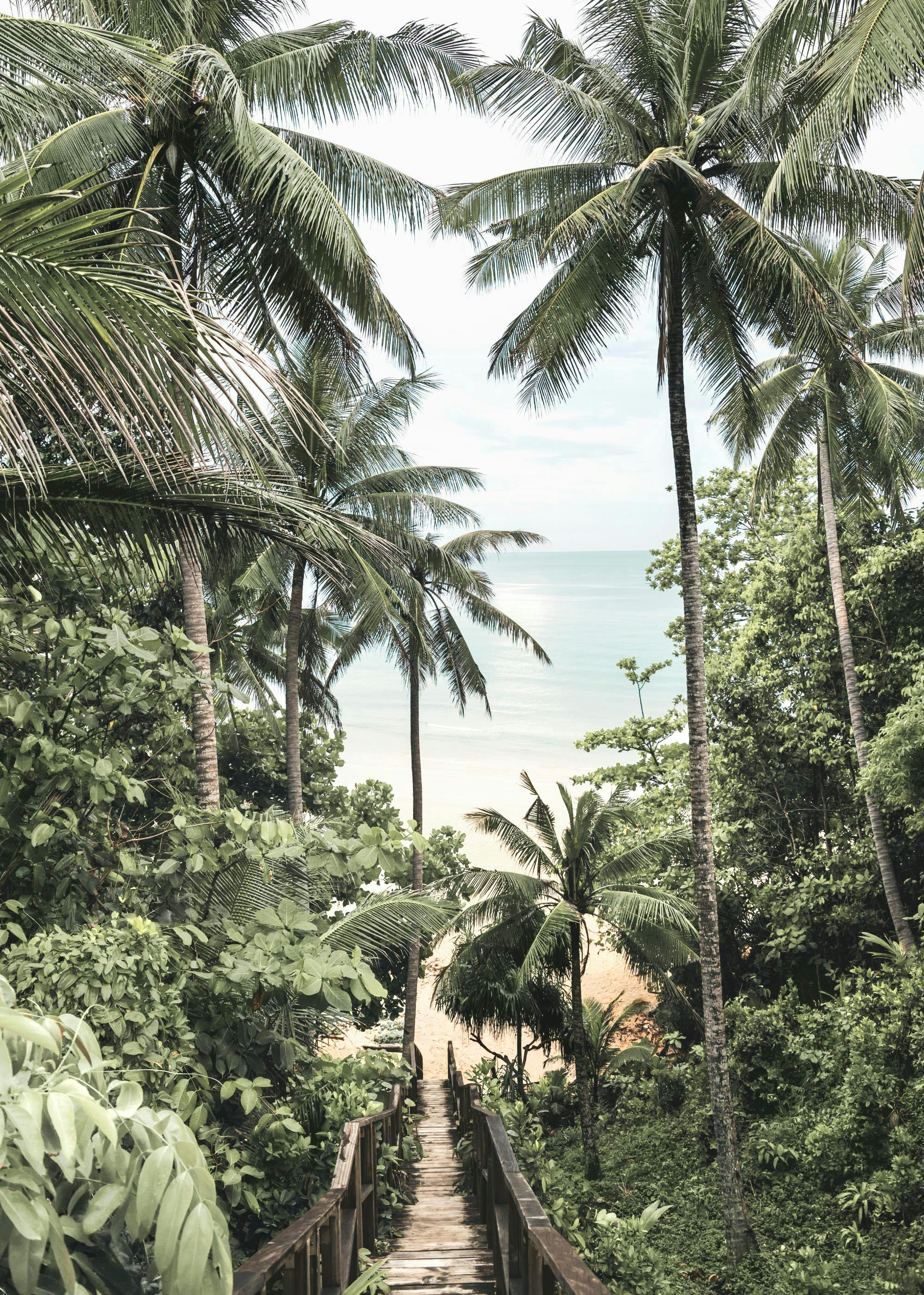 Poster eines Holzstegs durch tropische Vegetation zu einem Sandstrand und Meer mit Palmen.
