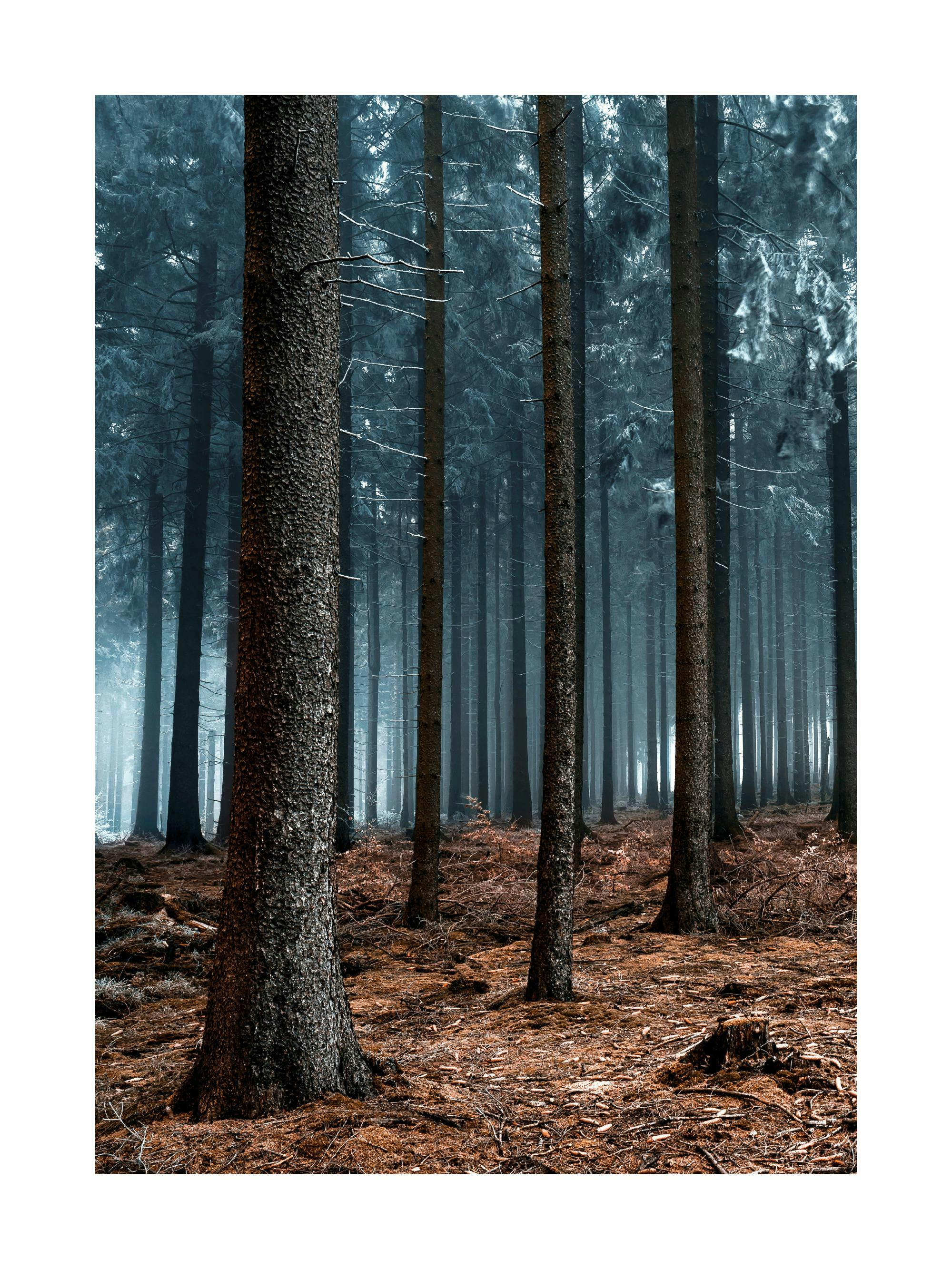 A poster depicting a misty dark forest with prominent tree trunks in the foreground and a ground covered in rich brown earth and