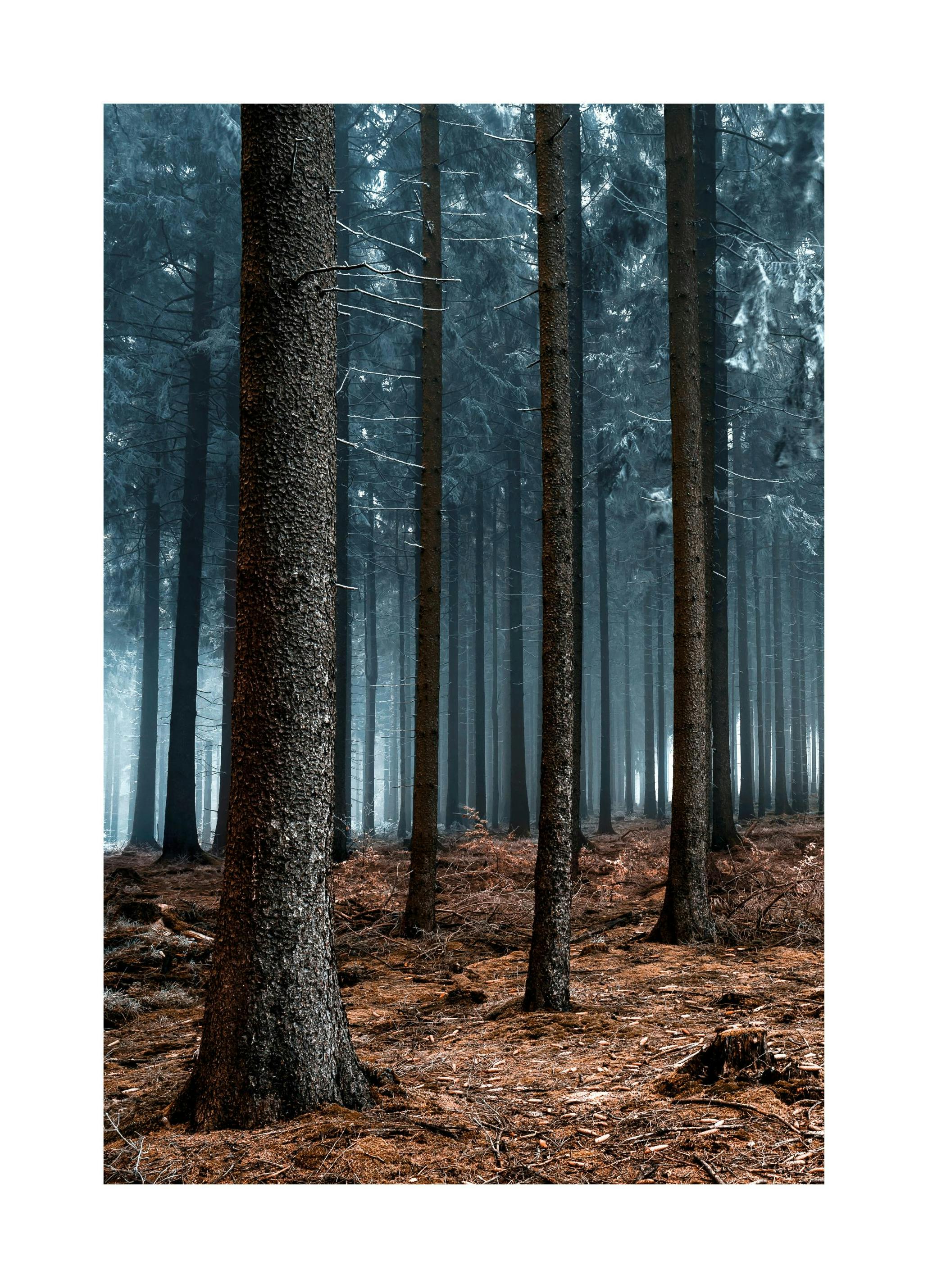 Forêt Interdite Poster (21x30 cm) - Poster Store